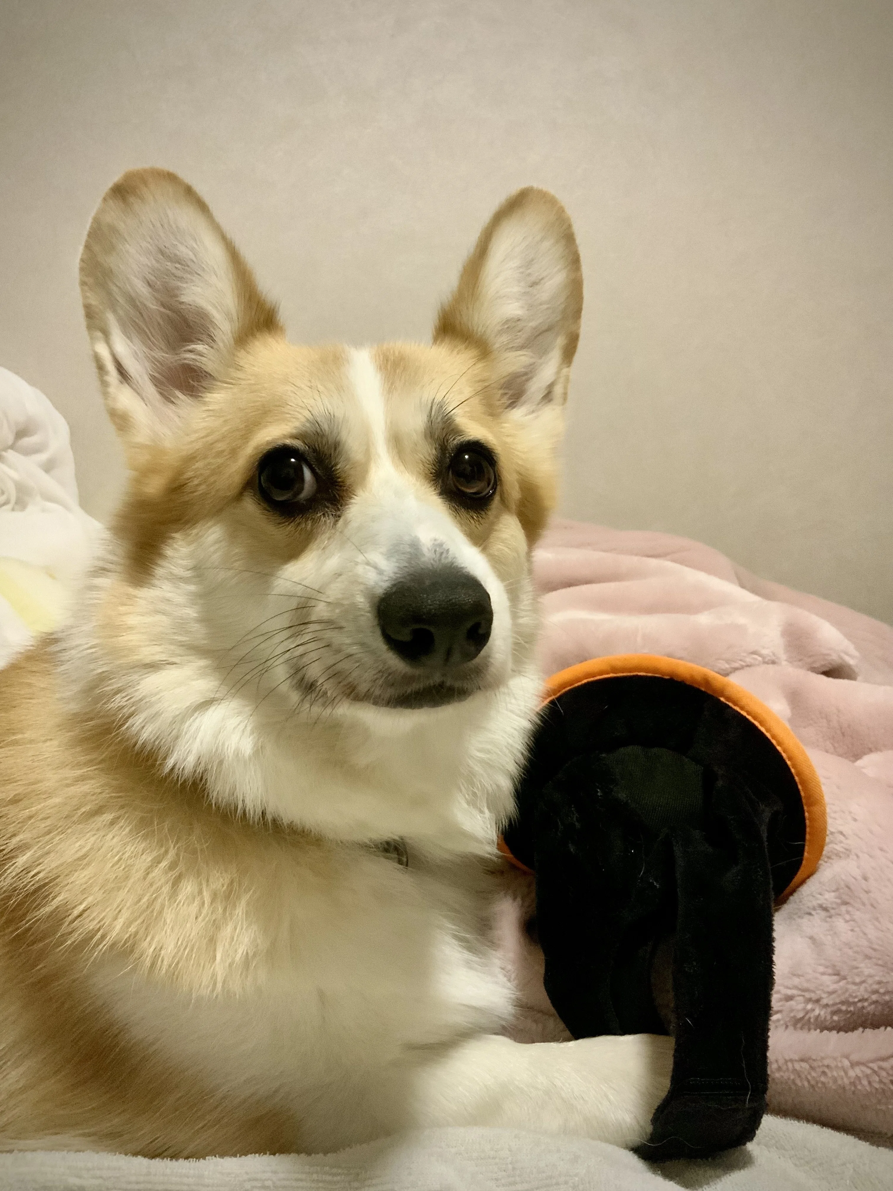 ハロウィンのおもちゃ、もう取られた(;^_^A｜みのさんち
