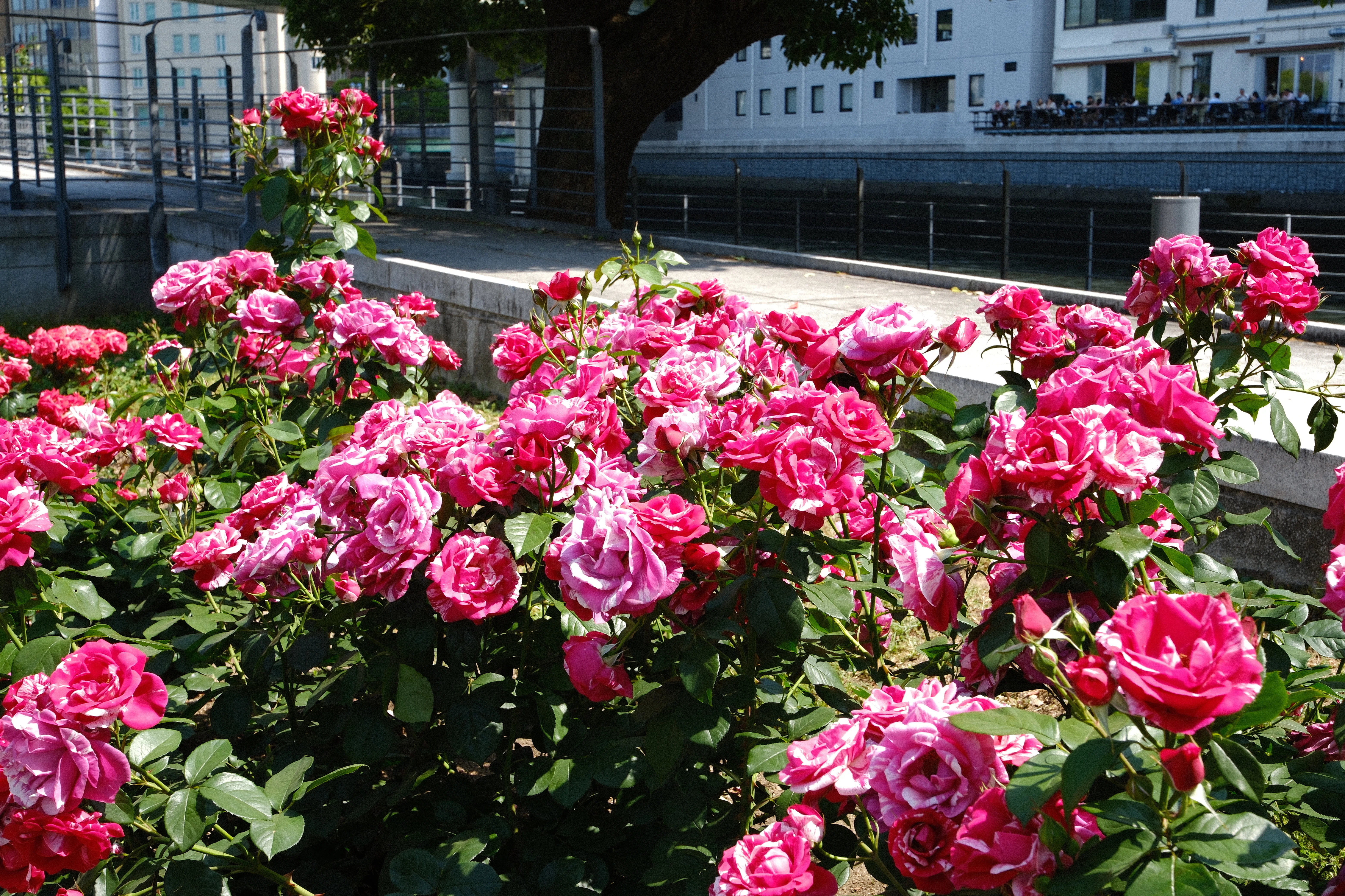 📷X-T30III × 🌹中之島バラ園 ｜ 🇫🇷アンリ・マティス（Henri Matisse