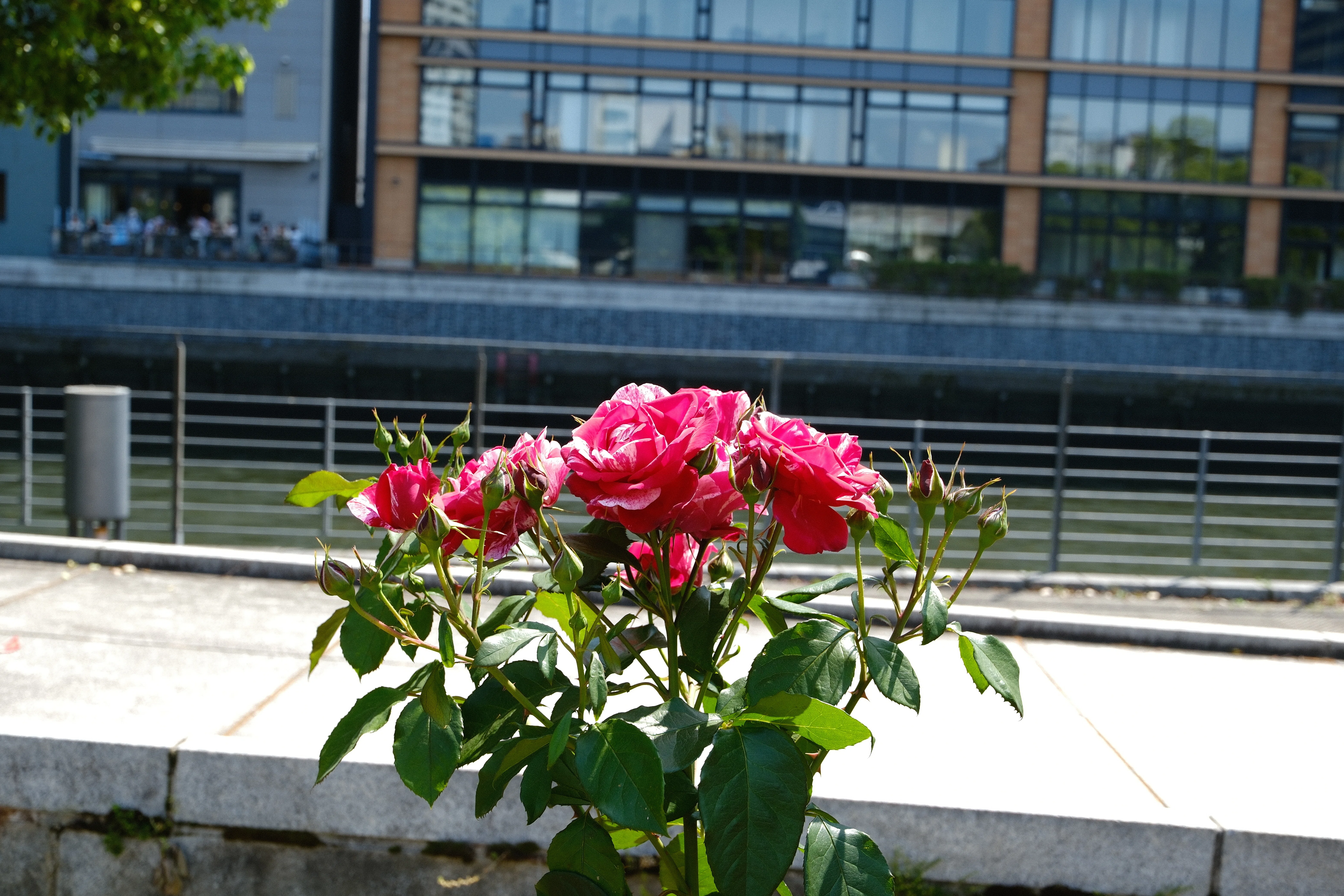 📷X-T30III × 🌹Nakanoshima Rose Garden | 🇫🇷Henri Matisse｜ぱぽ