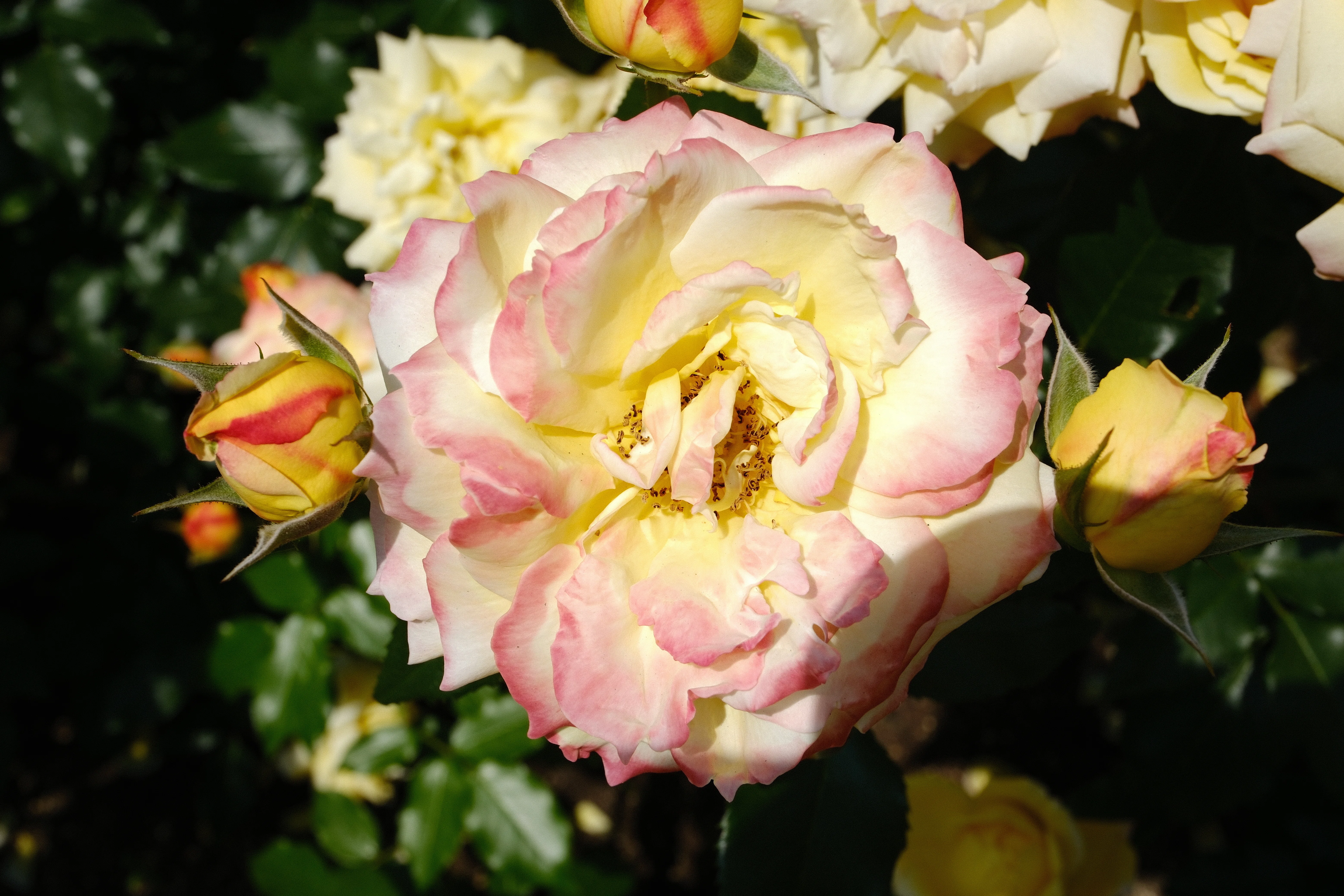 📷X-T30III × 🌹Nakanoshima Rose Garden | 🇯🇵Tropical Sherbet