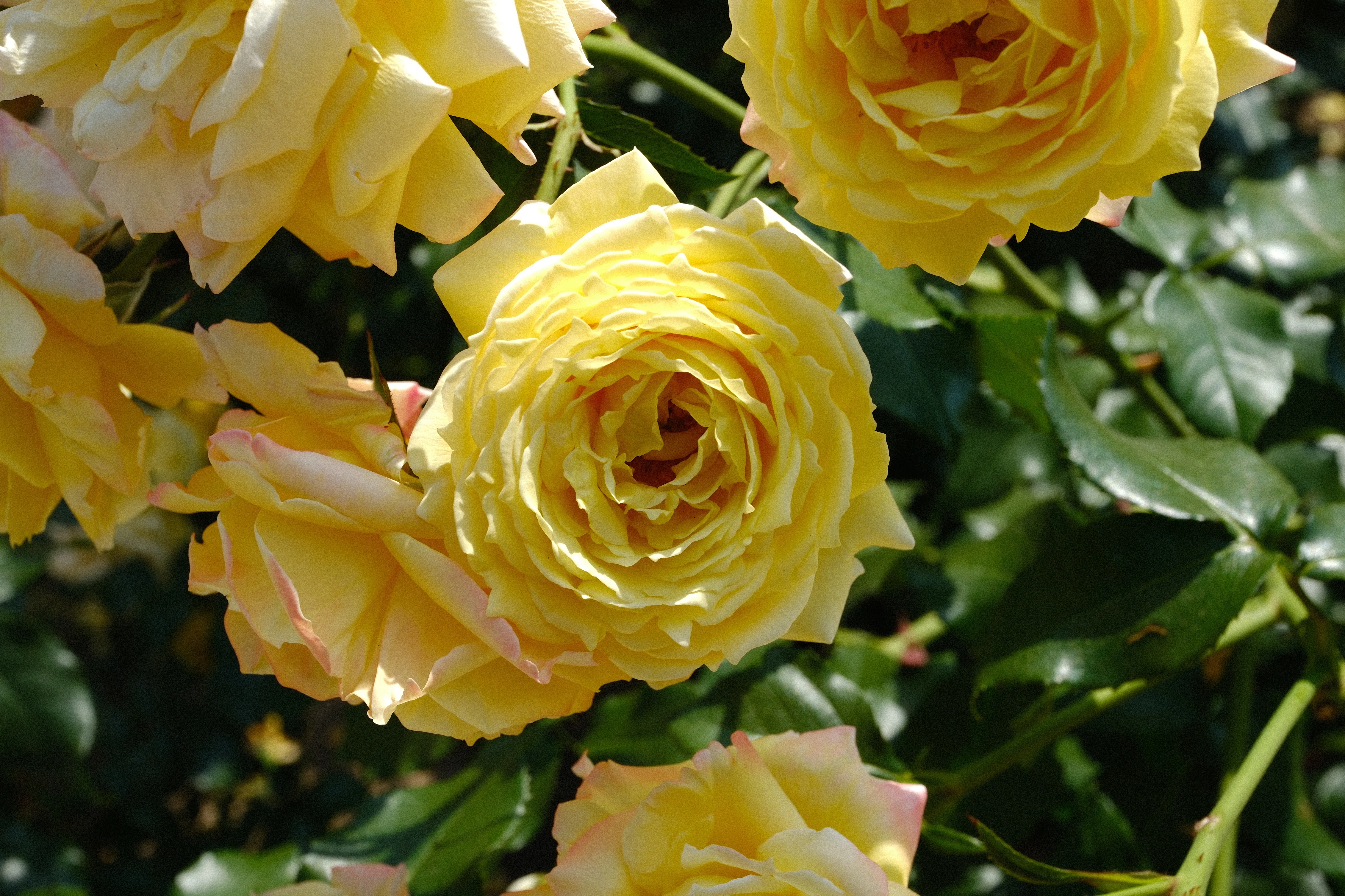 📷X-T30III × 🌹Nakanoshima Rose Garden | 🇯🇵Tropical Sherbet