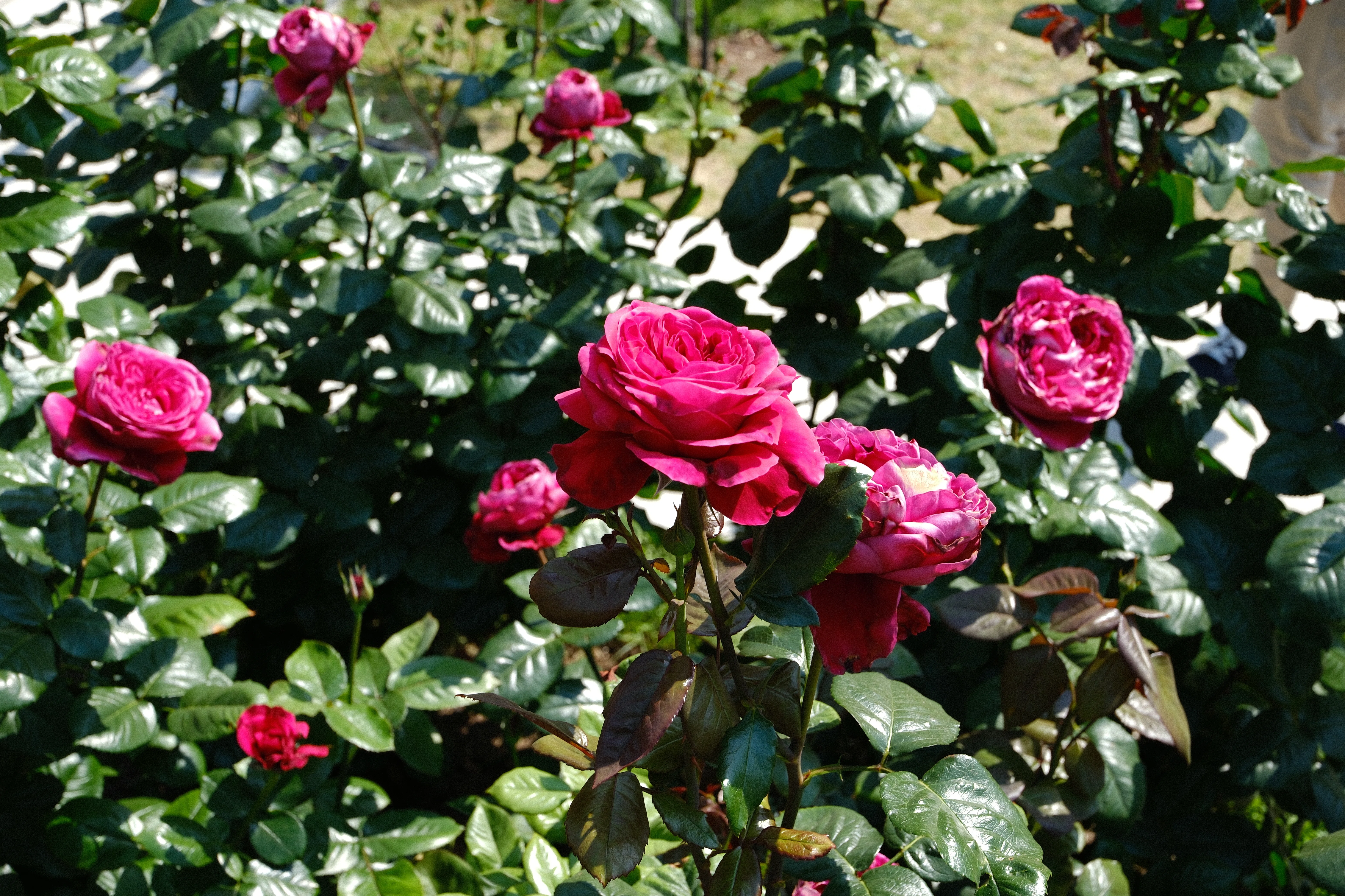 📷X-T30III × 🌹Nakanoshima Rose Garden | 🇫🇷Rouge Royale｜ぱぽ