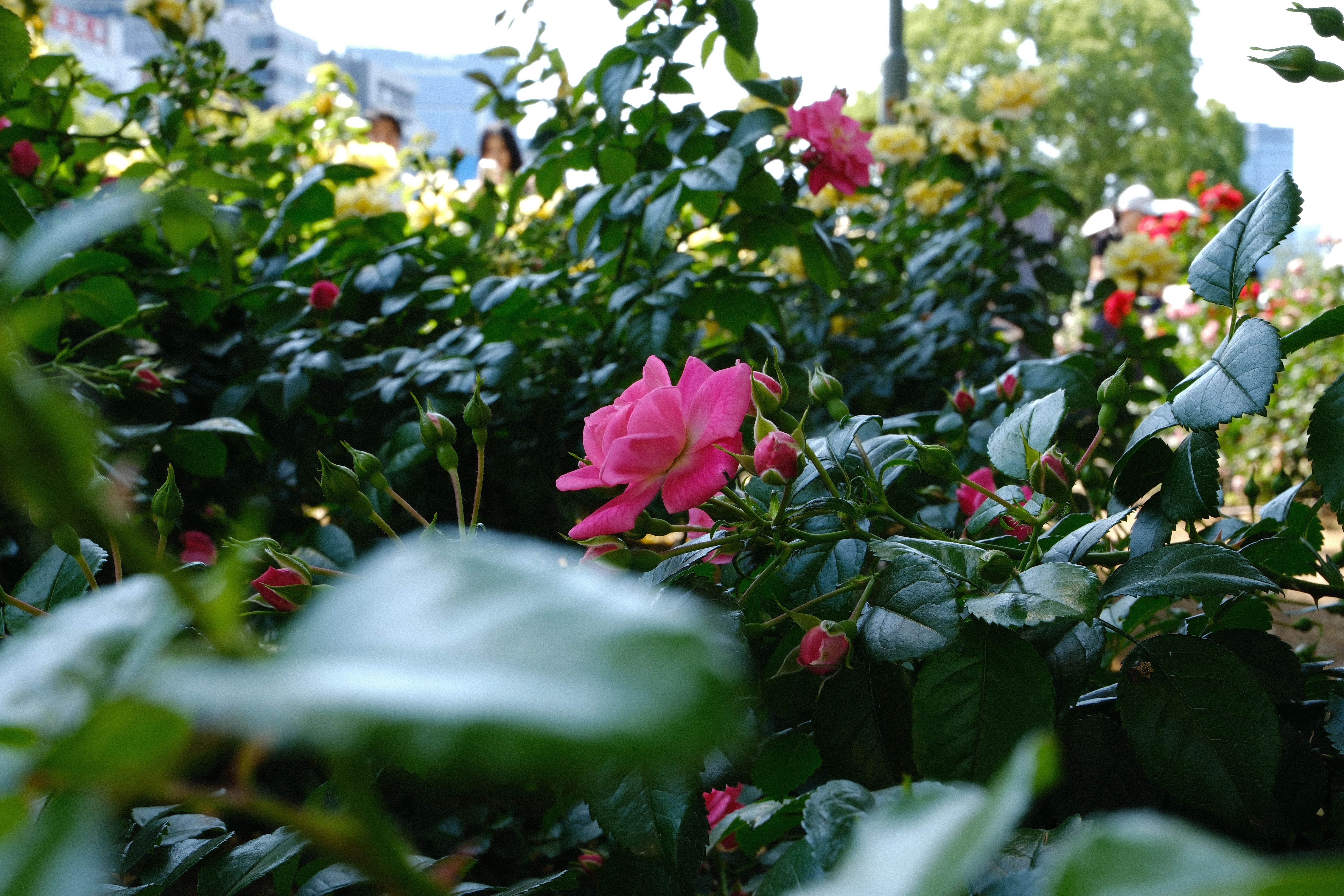 📷X-T30III × 🌹中之島バラ園 ｜ 🇩🇪パルメンガルテン フランクフルト