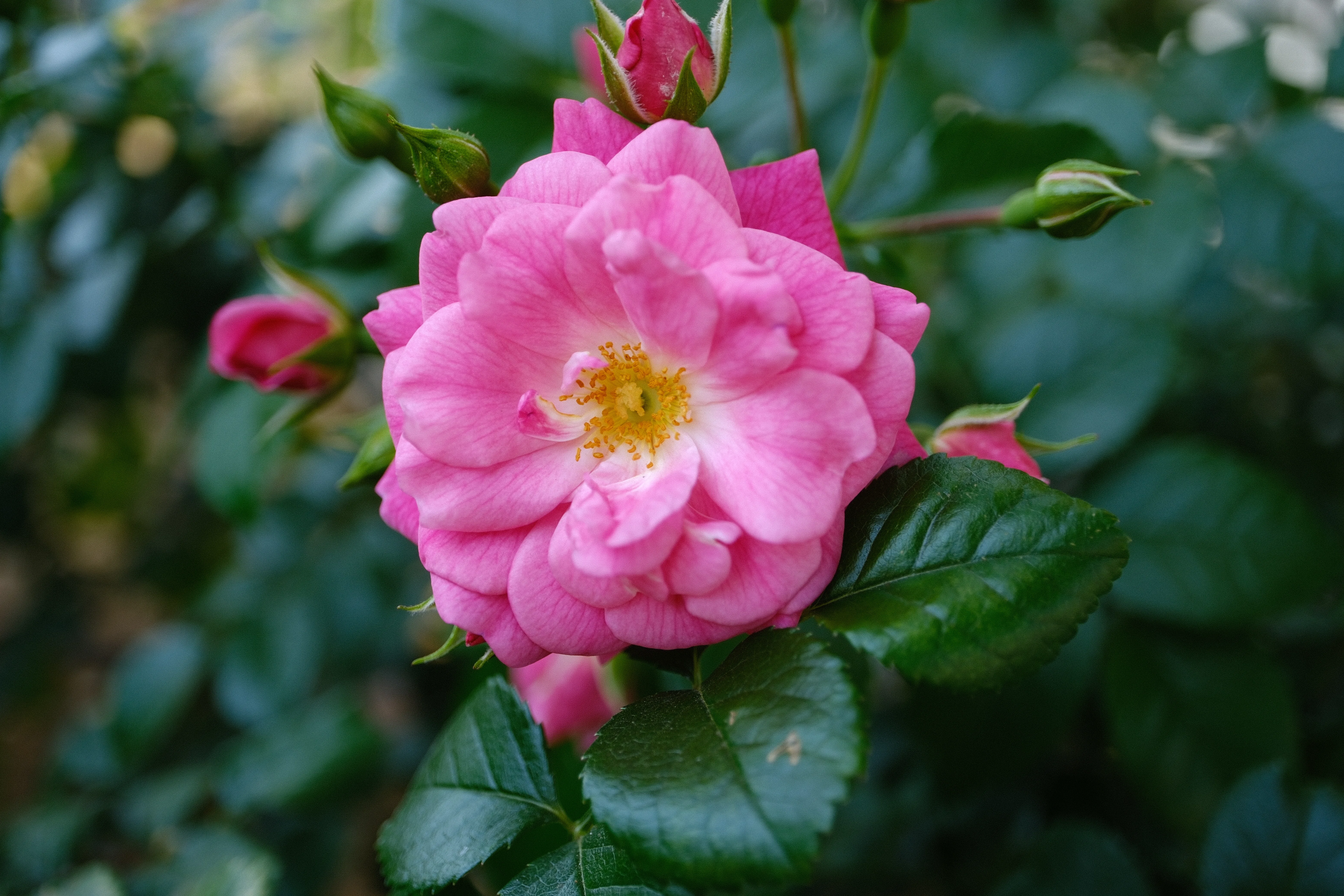 📷X-T30III × 🌹中之島バラ園 ｜ 🇩🇪パルメンガルテン フランクフルト