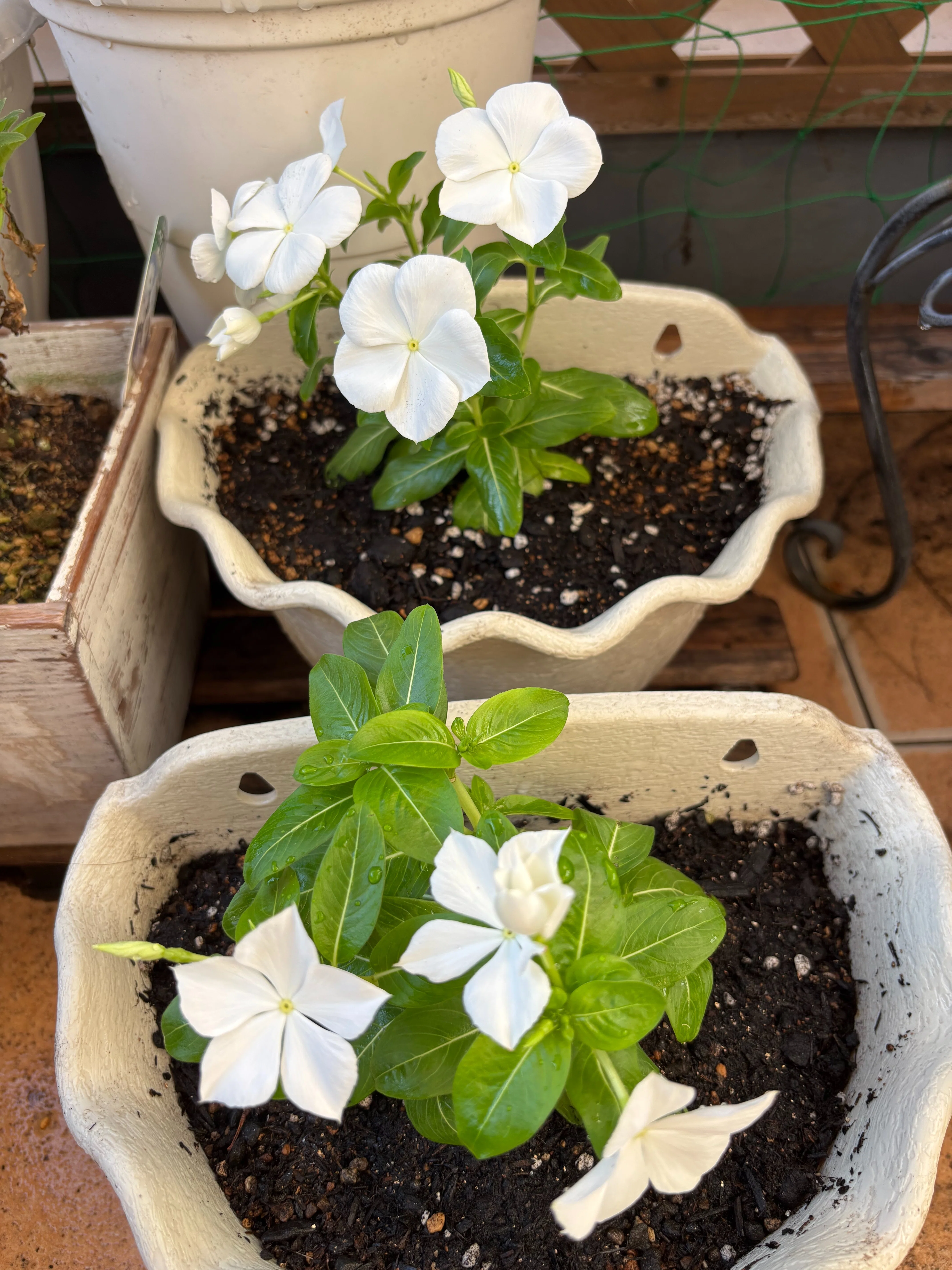 大阪・長居植物園で小さな幸運。「ホワイトビンカフェア」で白い花に