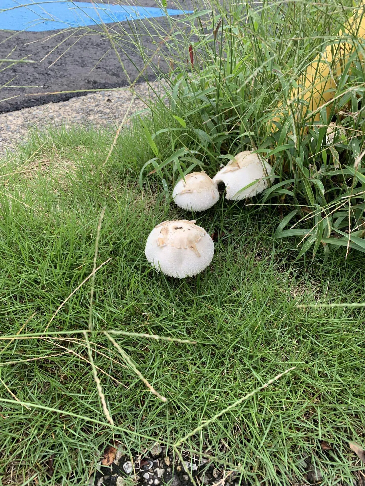 毒キノコ🍄に要注意(オオシロカラカサタケ)｜創造主くろちゃ