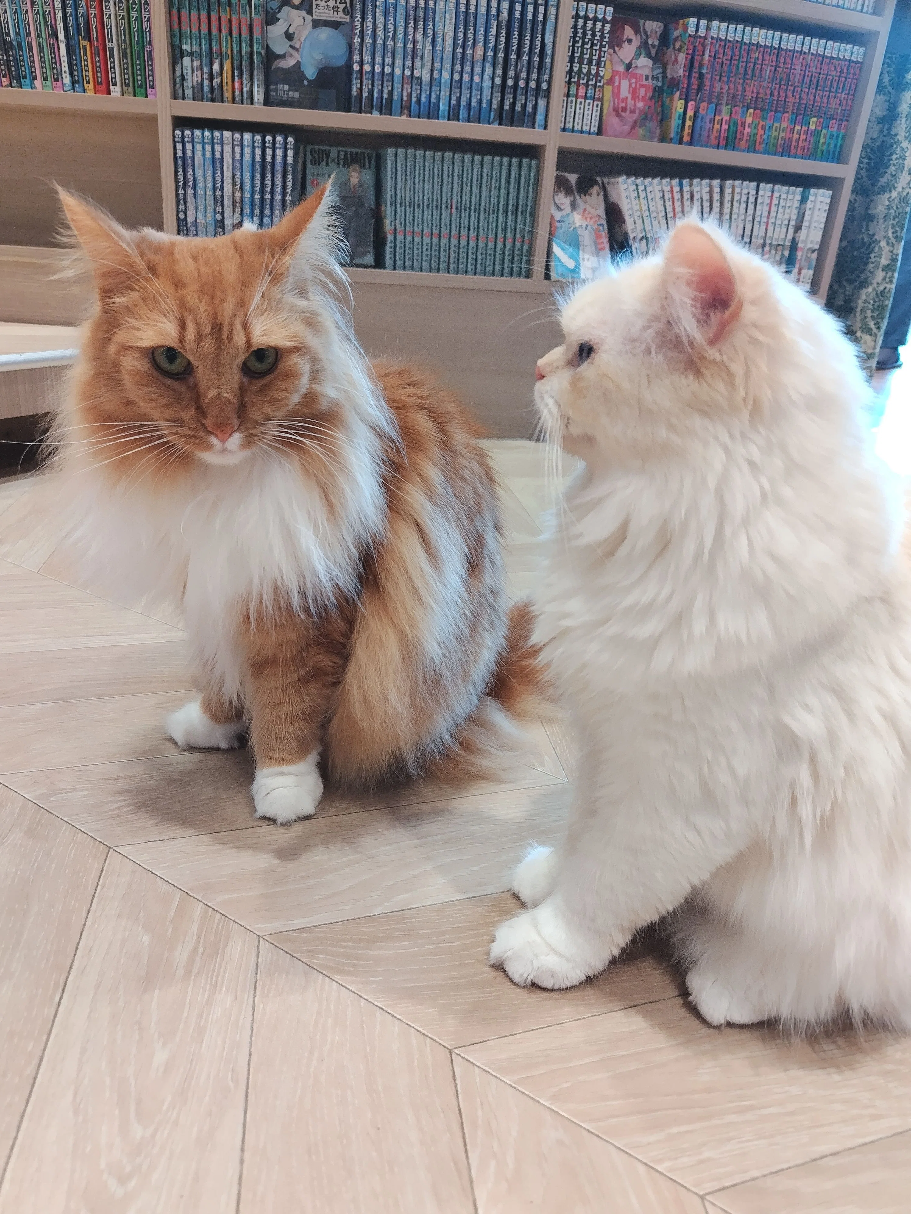 姫路の猫カフェモカ（MOCHA）＆お好み焼き屋ボナンザ再び｜M_ayumi