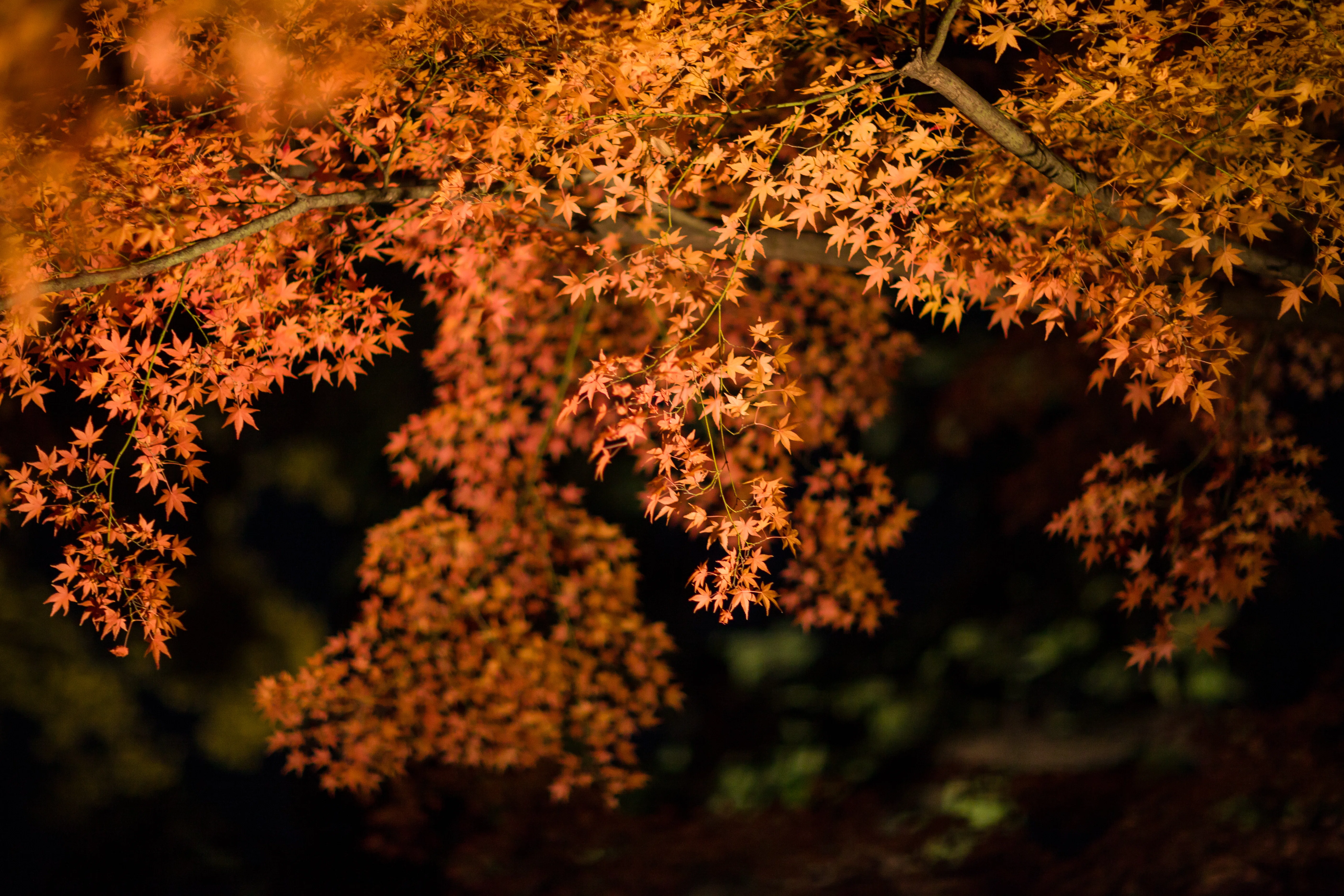 331/365: Red Leaves in the Darkness｜タラネコ