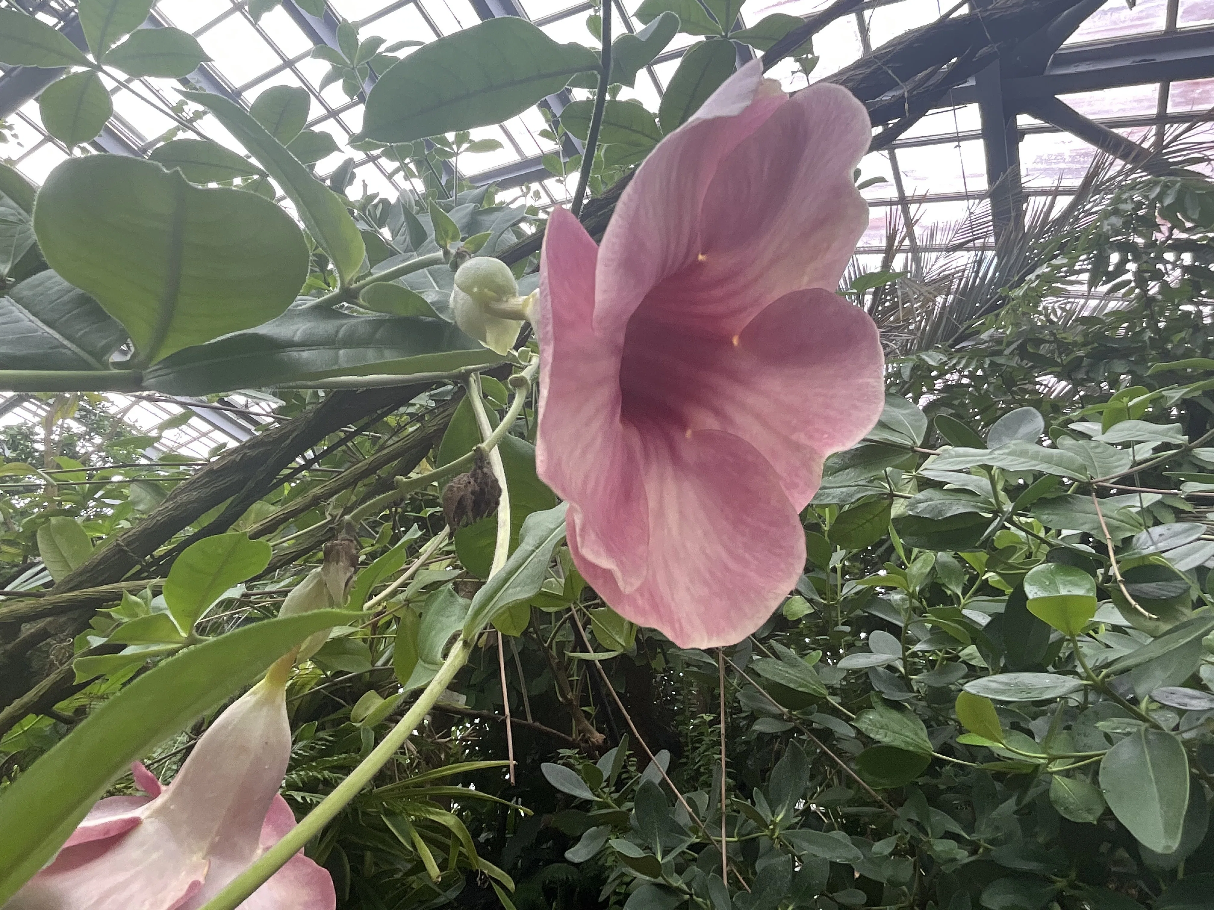 アラマンダ 'チェリーズ ジュビリー'（京都府立植物園）：2026年9月11