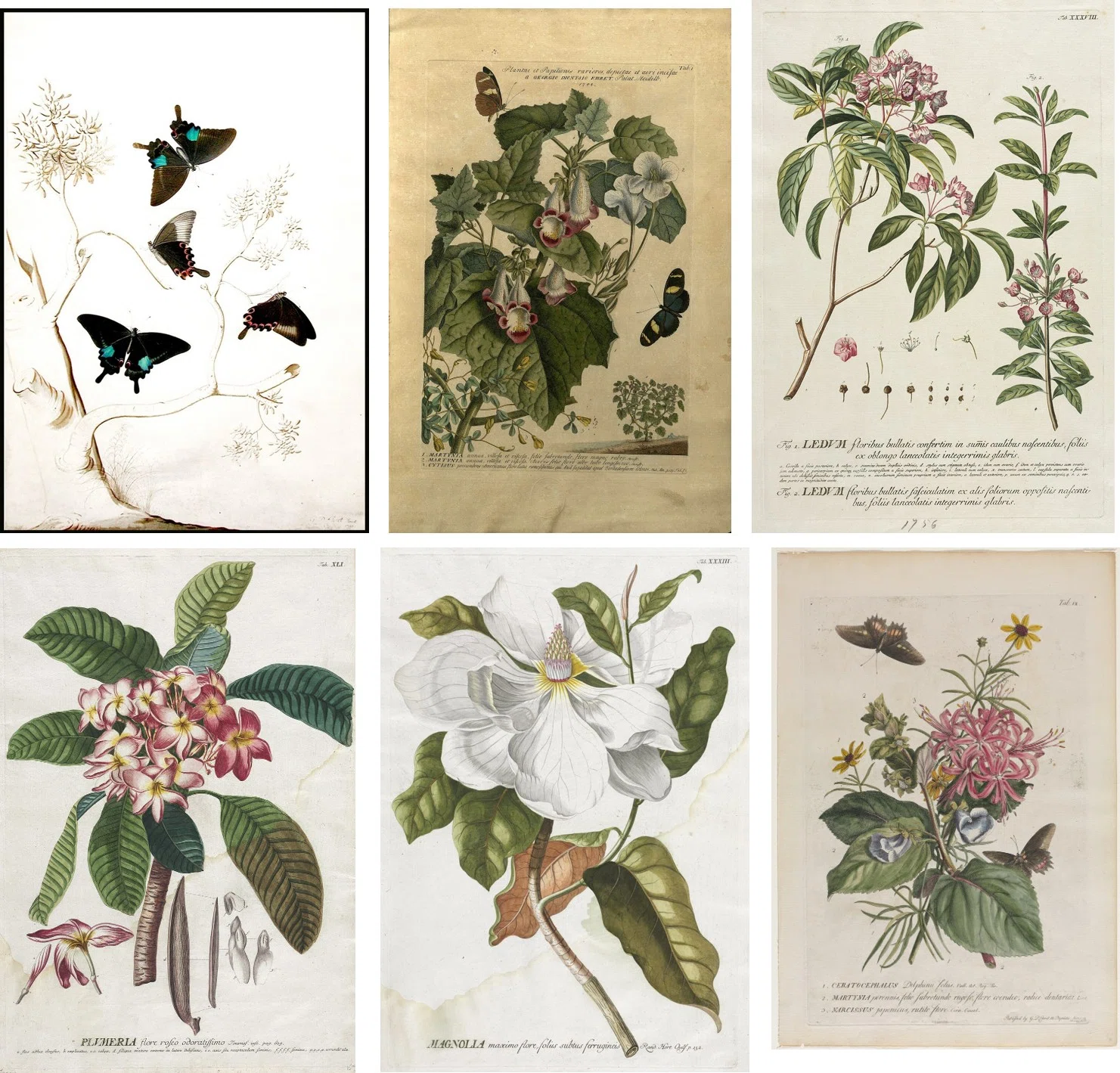 植物画とは何か＞最終回（6）ー1：キューガーデンと18世紀英国の植物