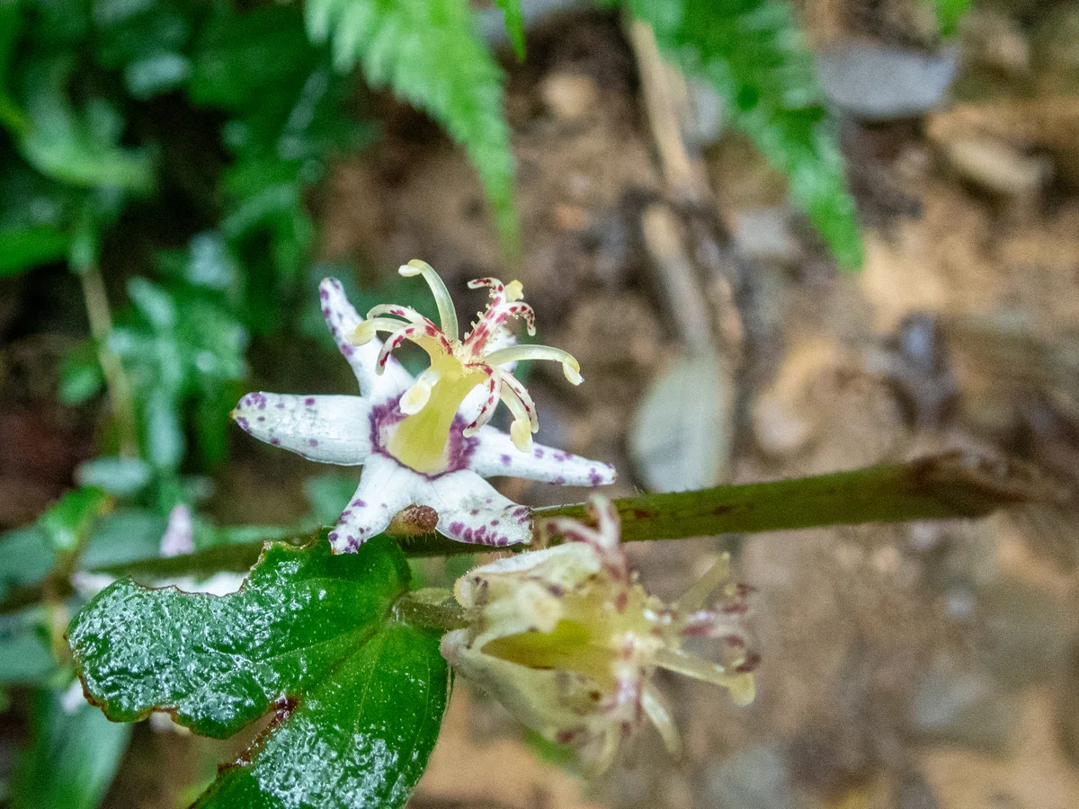[Mountain Hike] Akabokko After the Rain｜のだるき