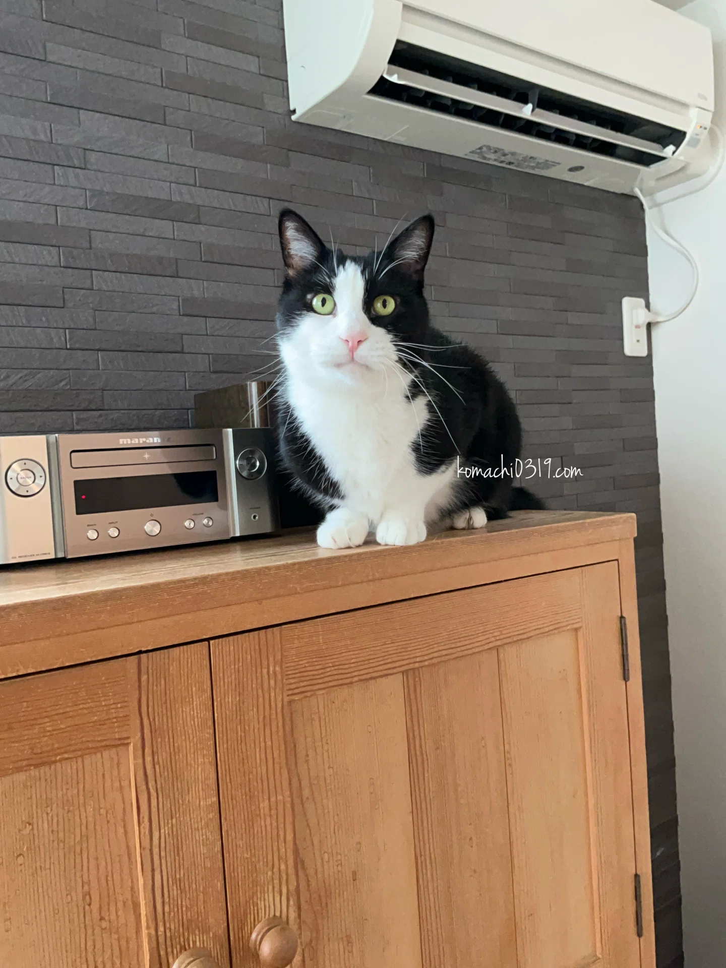2026年9月13日 夜の猫達｜こまち