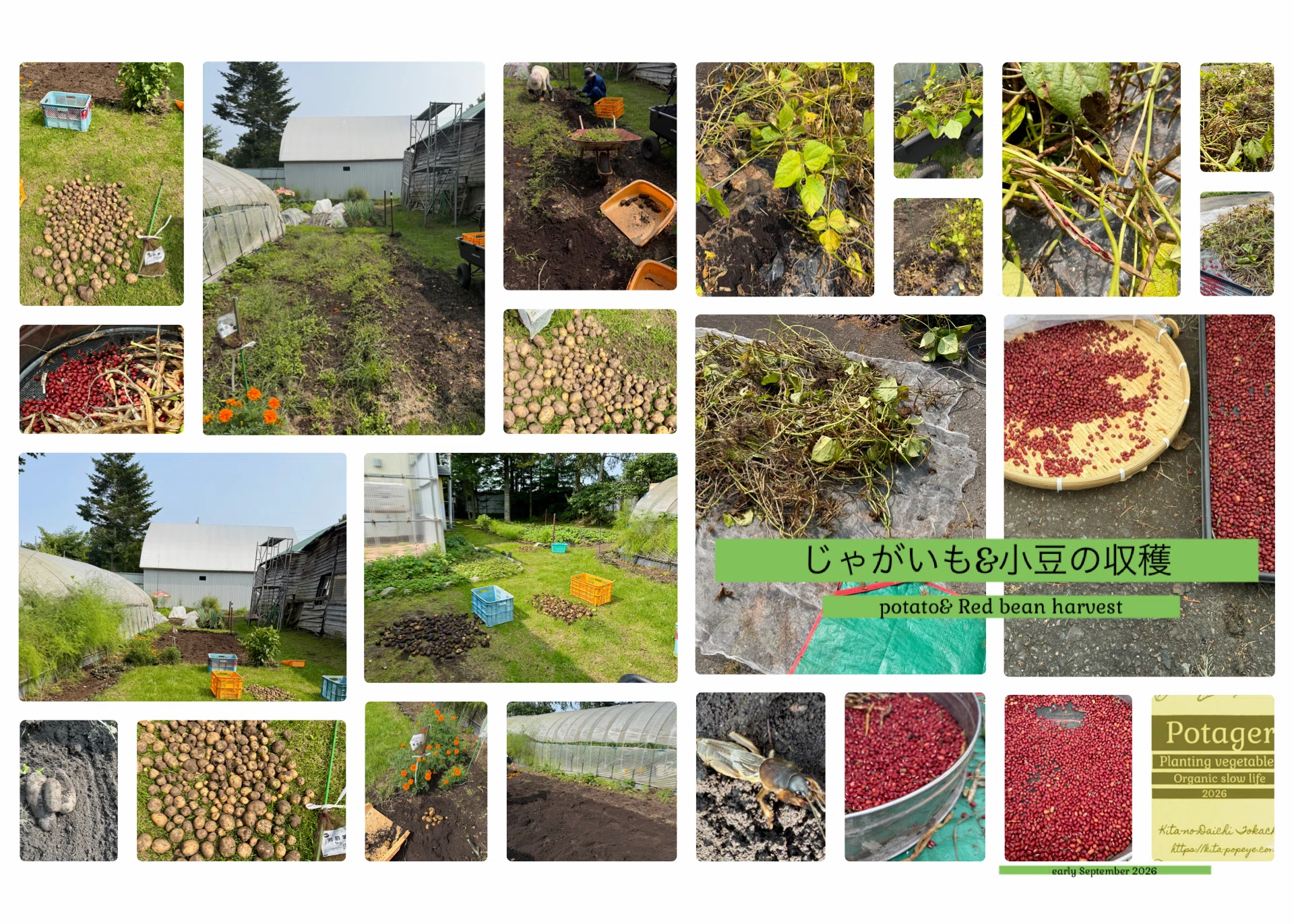 Potager Journal] Harvesting Potatoes & Adzuki Beans (Early