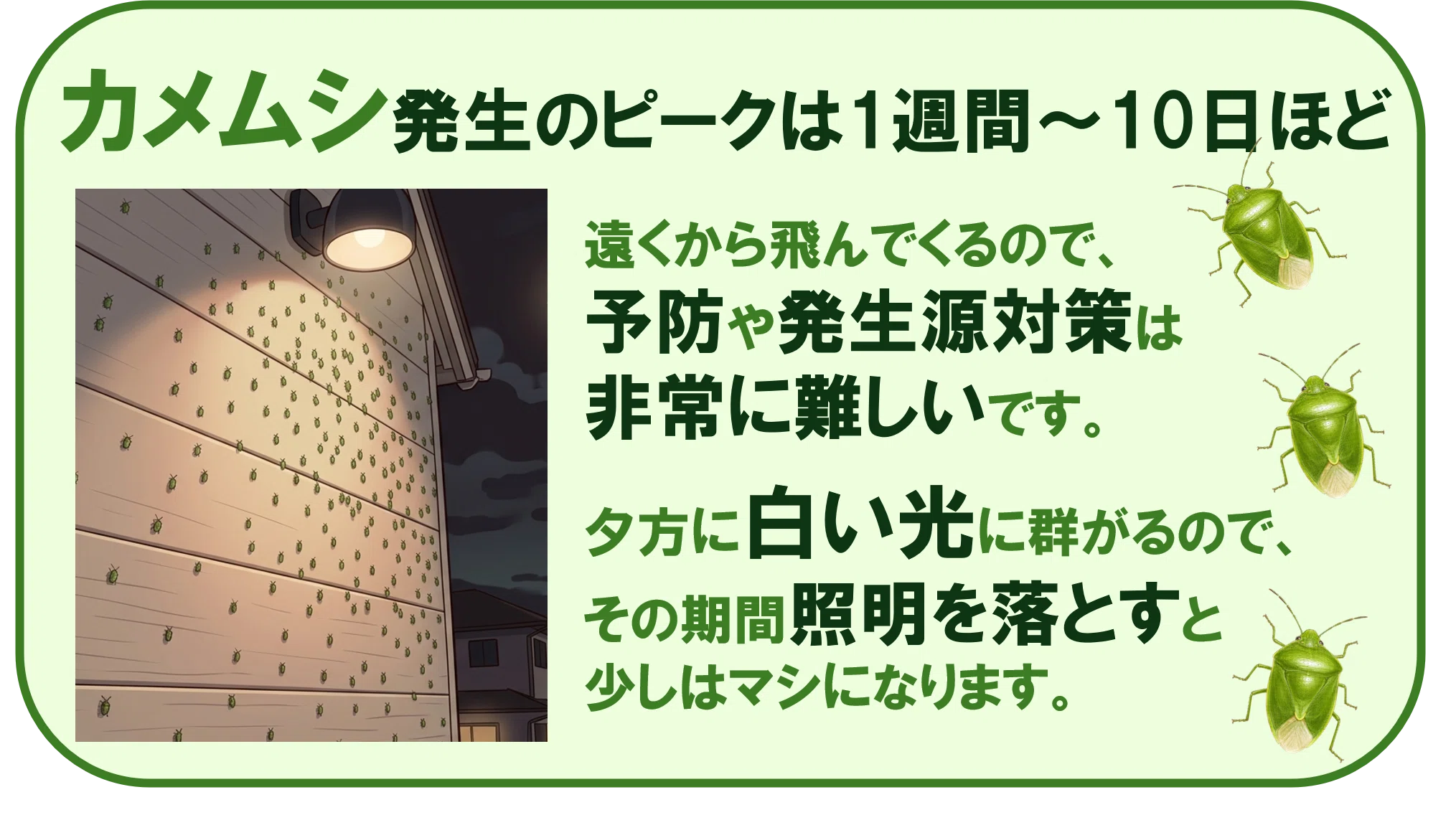 金鳥ここだけ話】秋のカメムシ襲来に備えよう！｜KINCHO公式note 大