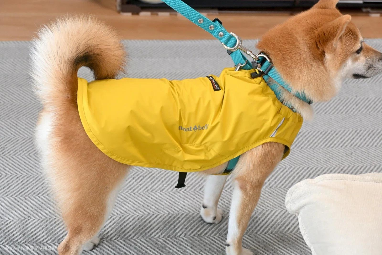 モンベルの犬用レインポンチョを買ってみた！｜ろんすた＠変デジ研究所