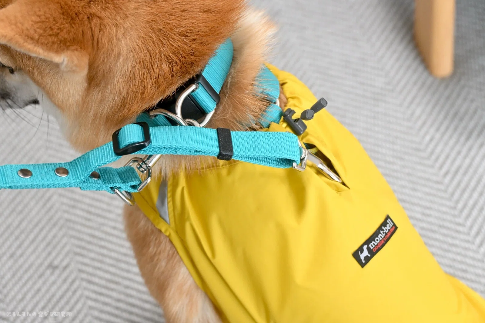 モンベルの犬用レインポンチョを買ってみた！｜ろんすた＠変デジ研究所