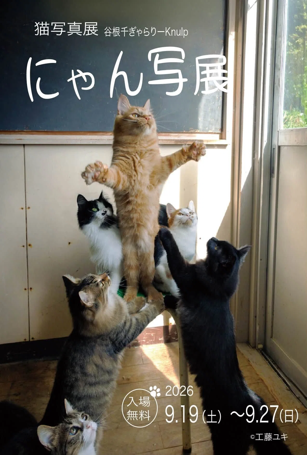 にゃん写展に参加します】｜猫写真家 猫田晃広（Akihiro Nekota）
