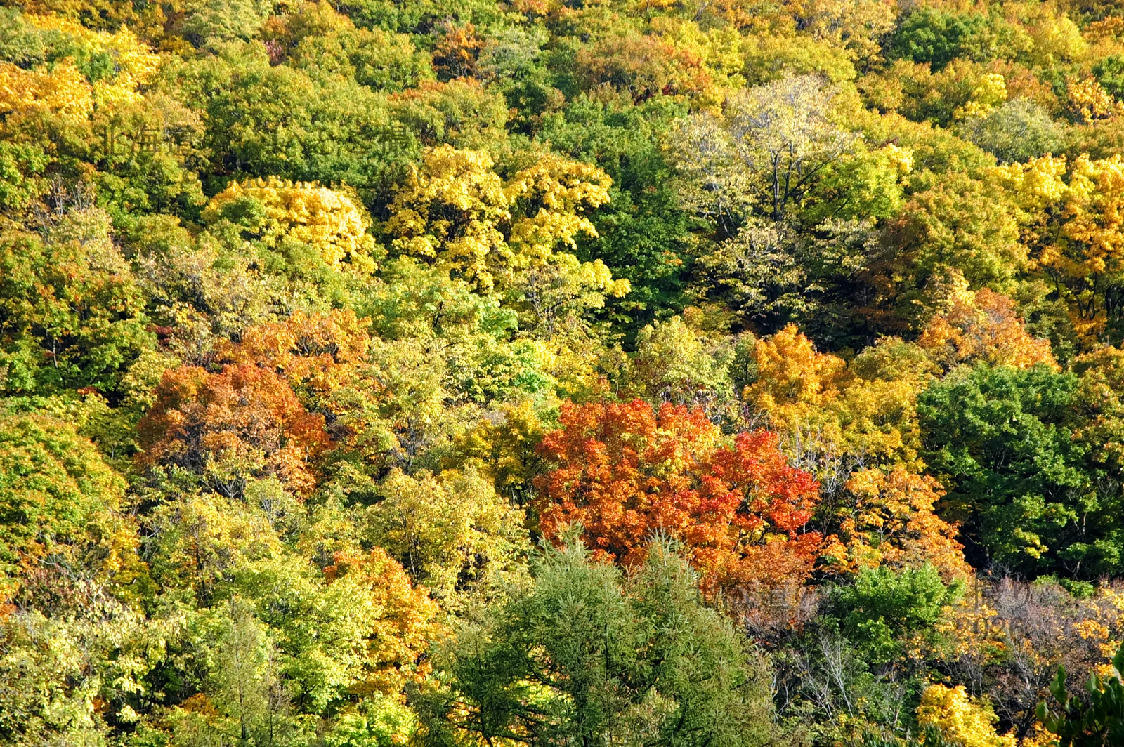 仁木町然別の紅葉 2003年10月｜todoshin