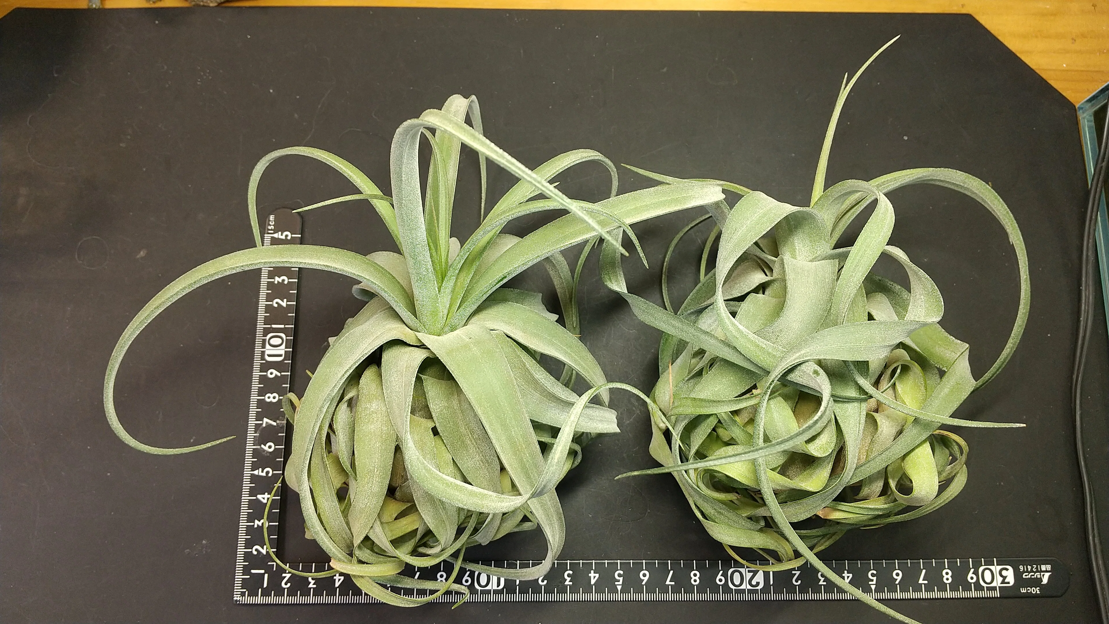 チランジア入荷リスト9/8｜NatureGarden🌿神田