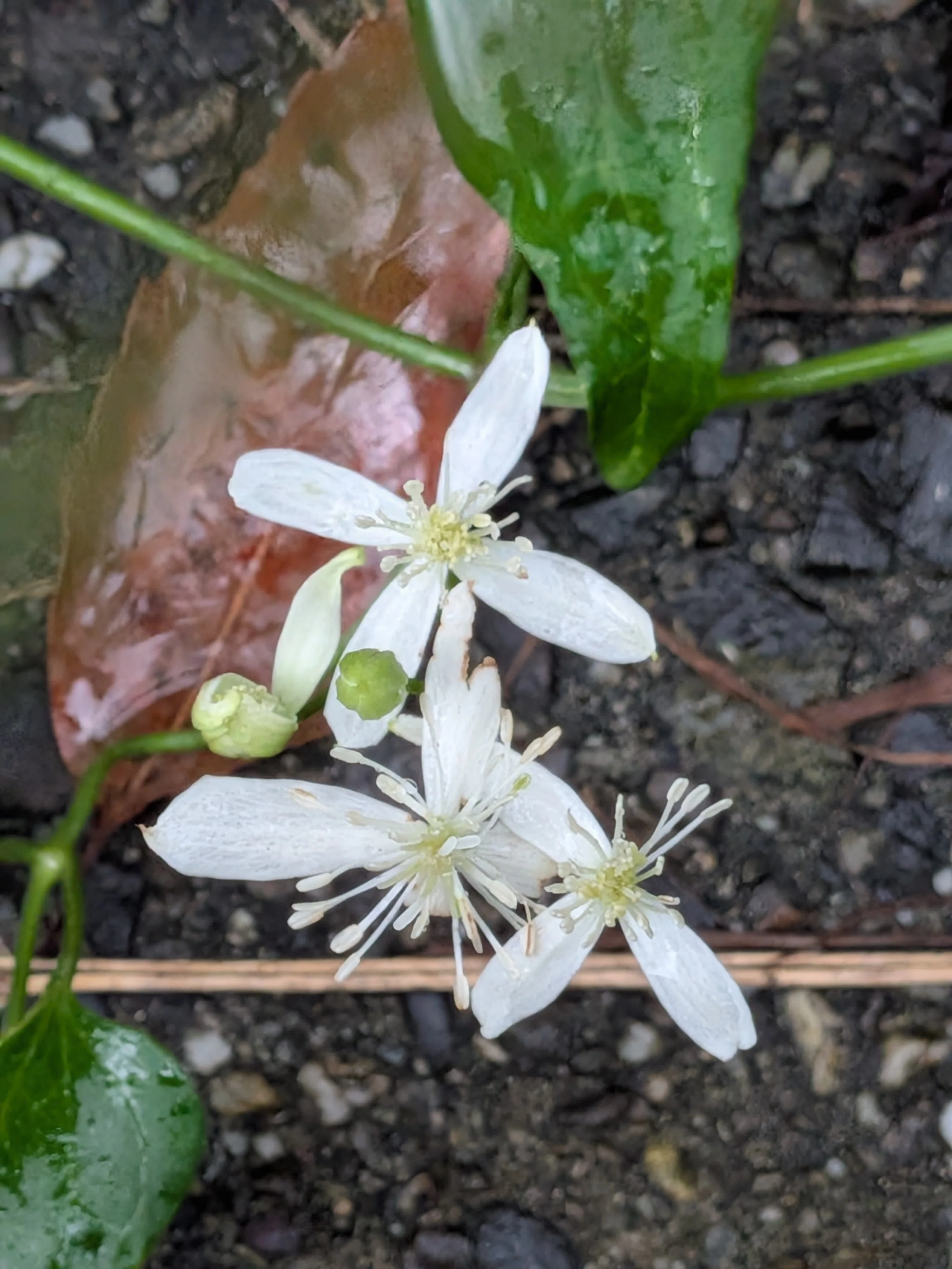 センニンソウの花｜月澄狸