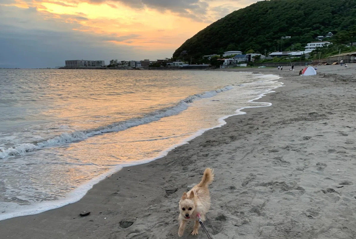 画像