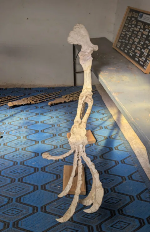 脊椎骨化石Kem Kem 64.モロッコ ケムケム盆地 獣脚類の化石か？｜肉食恐竜の足は珍しい