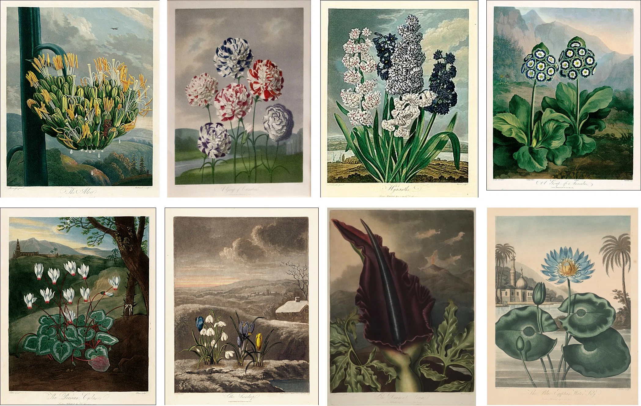 沢山並んだ植物画が可愛いイギリスのJ.E.サワビーの野生植物図鑑 沢山並んだ植物画が可愛いイギリスのJ.E.サワビーの野生植物図鑑 沢山