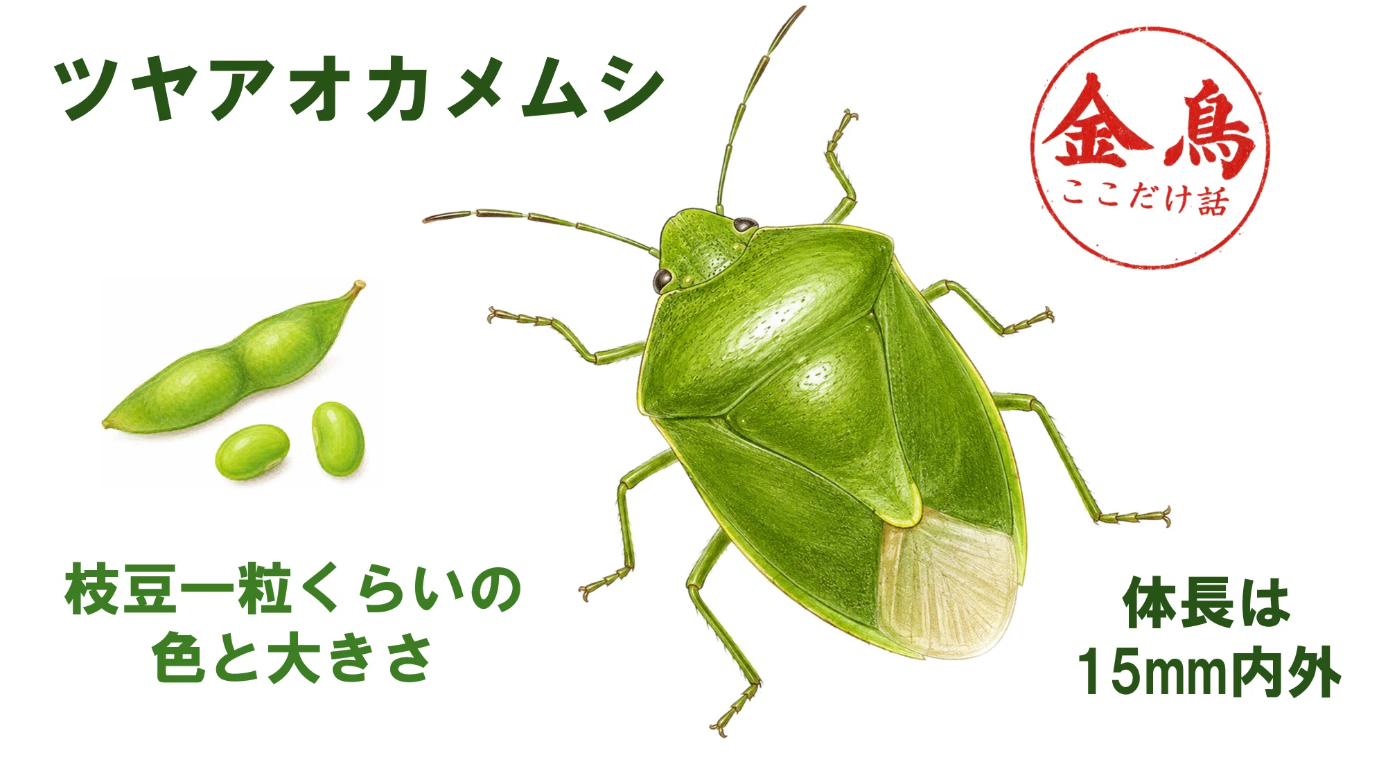 金鳥ここだけ話】秋のカメムシ襲来に備えよう！｜KINCHO公式note 大