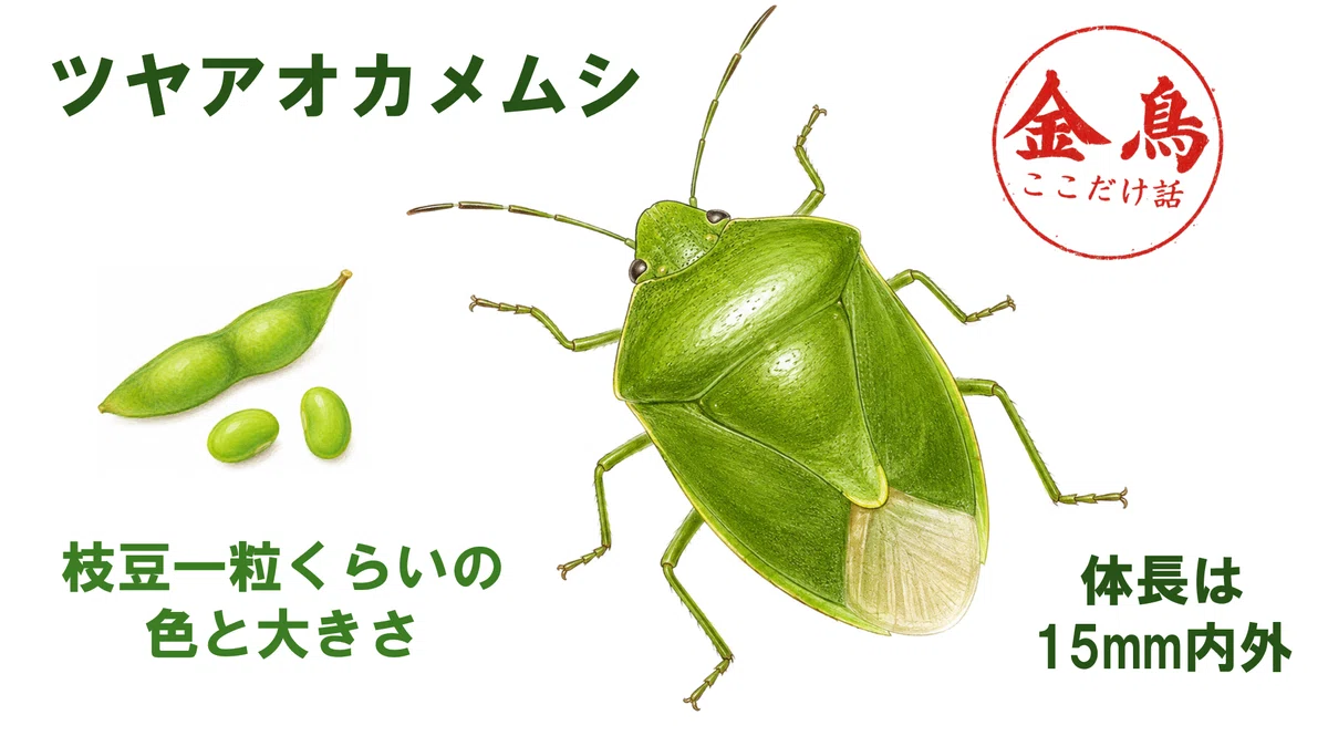 Kincho Insider Story] Let's prepare for the autumn stink bug