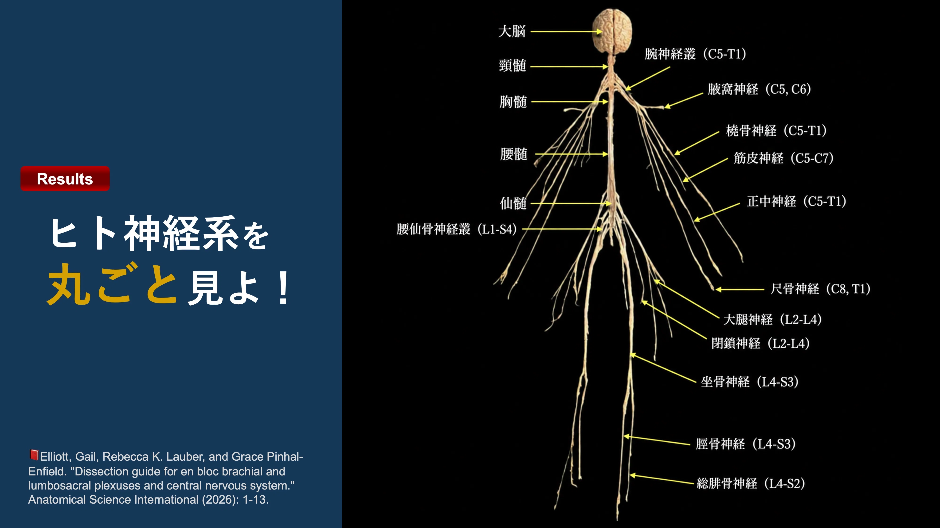 ヒト神経系を「丸ごと」見よ！｜Super Human | 理学療法士／保健学博士