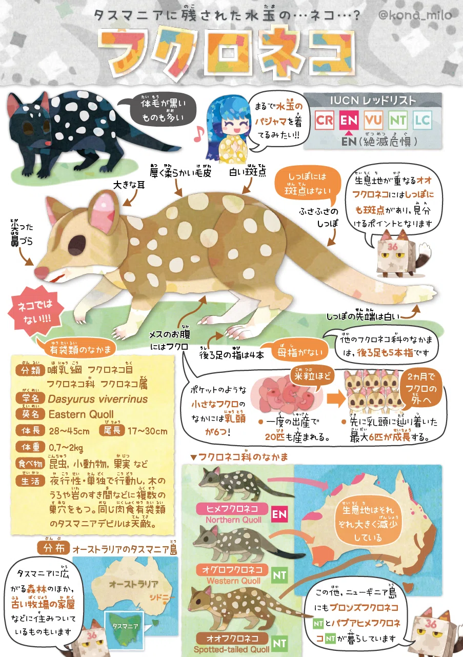 2014ザンビア共和国　絶滅危惧種保護シリーズ　10点 絶滅危機動物ファイル28「フクロネコ」｜キクチミロ