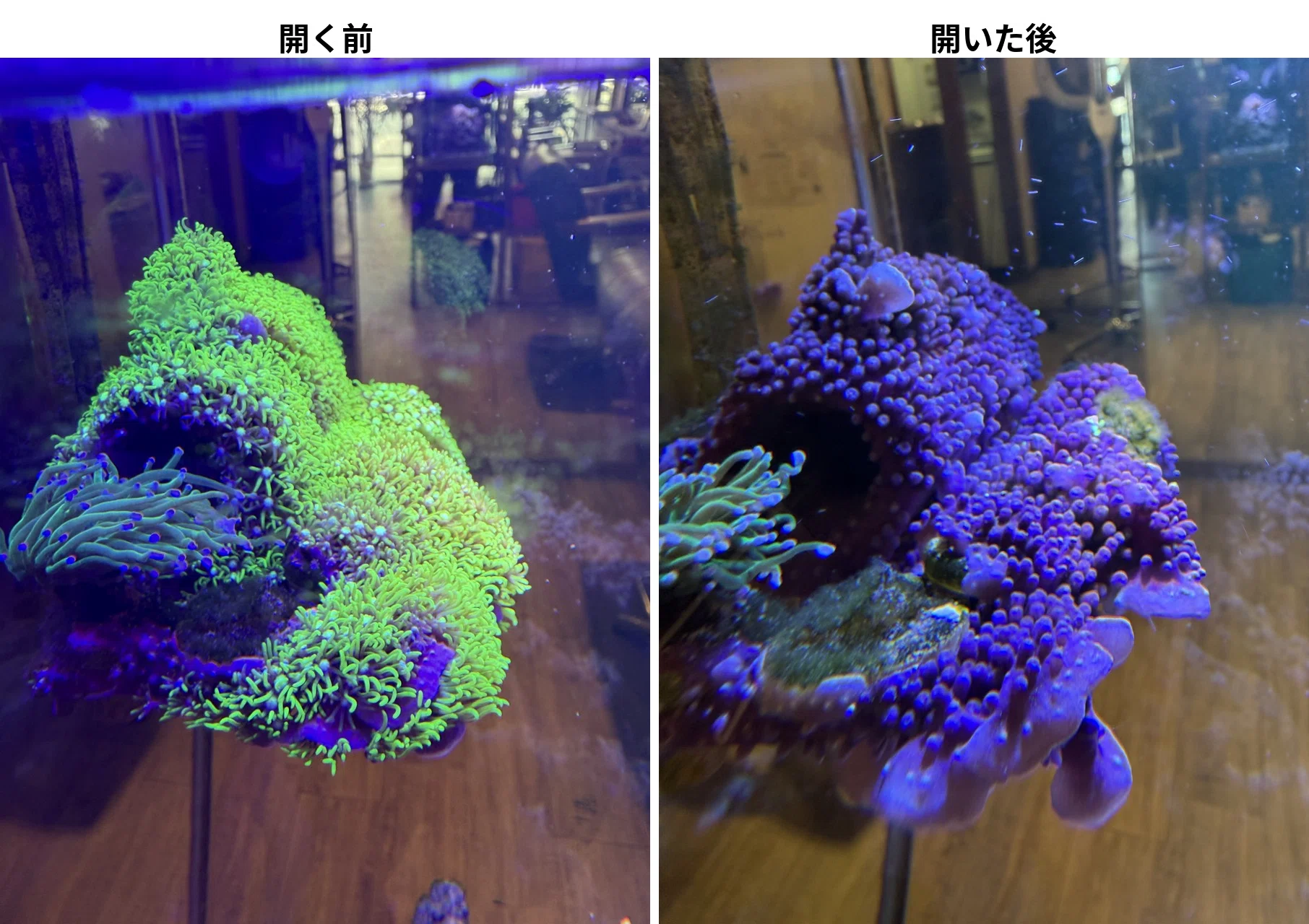 サンゴ図鑑】スターポリプ：初心者向けと言われてる｜st-aqua｜30cm