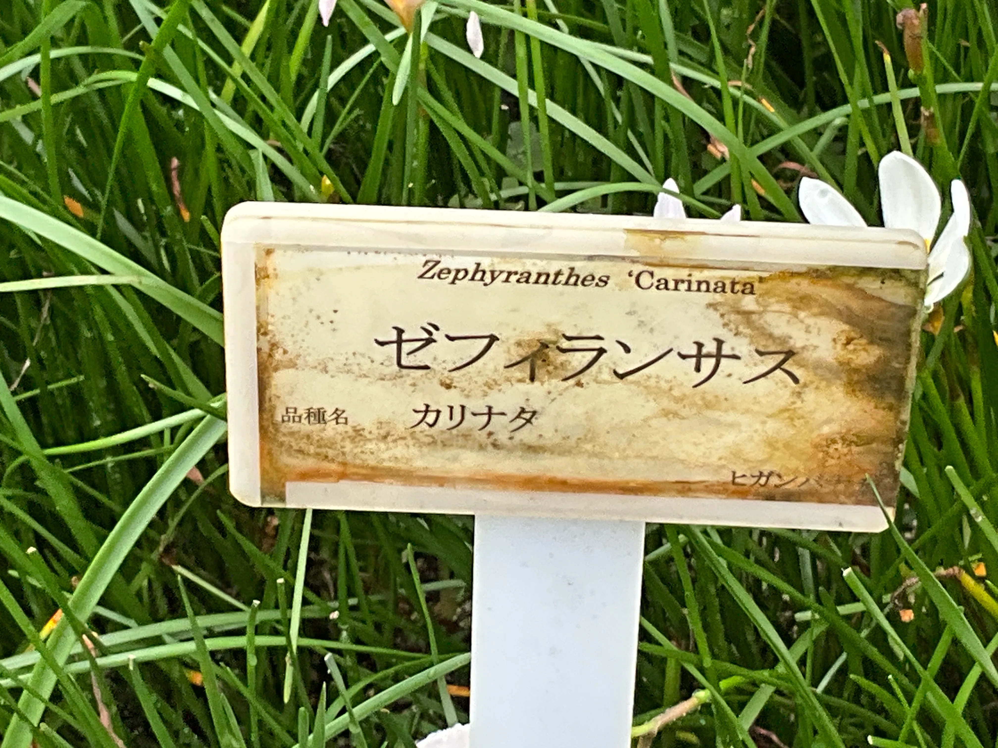 ゼフィランサス類（京都府立植物園）：2026年9月24日（木）｜藤井秀昭