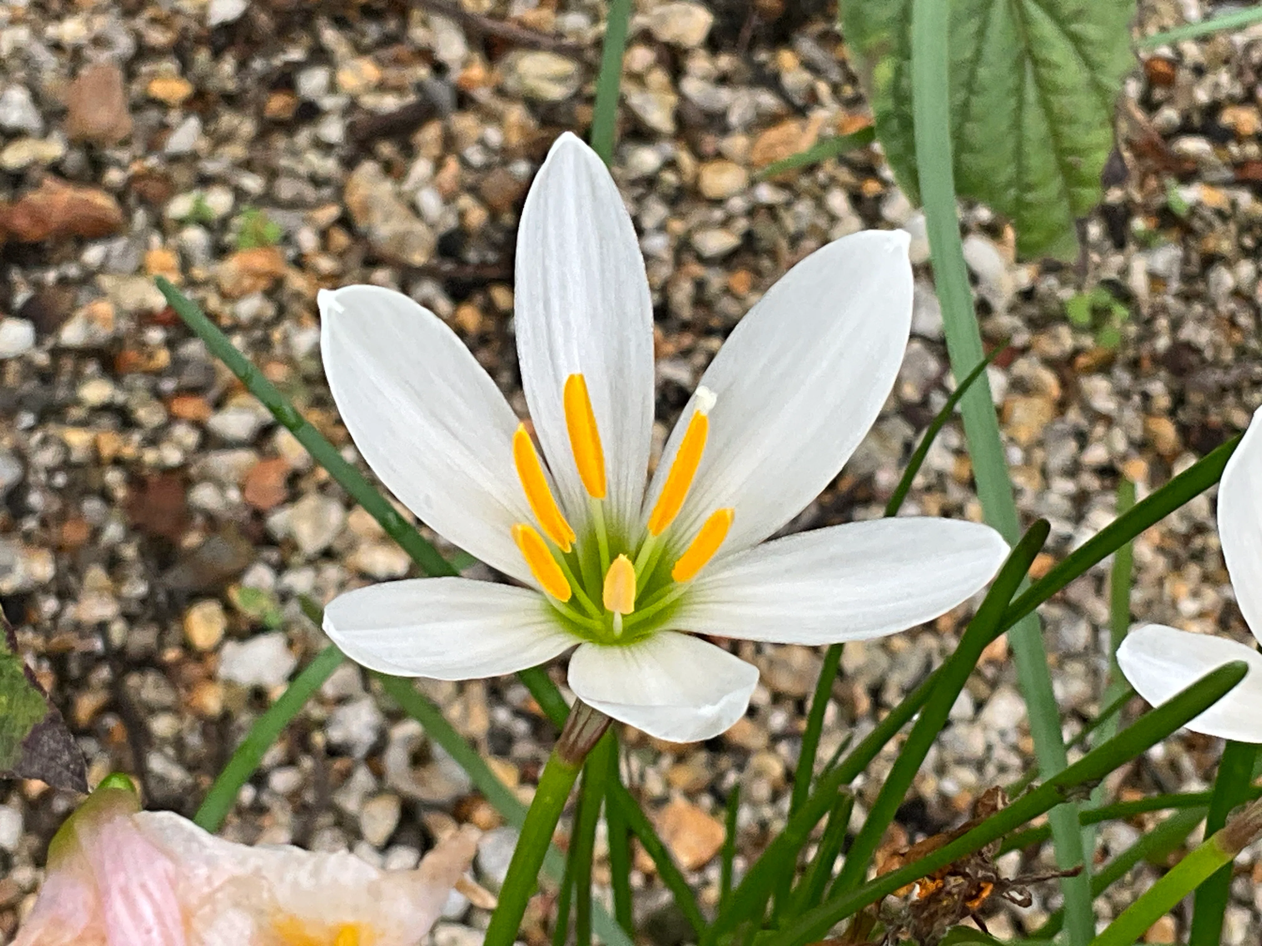 ゼフィランサス類（京都府立植物園）：2026年9月24日（木）｜藤井秀昭