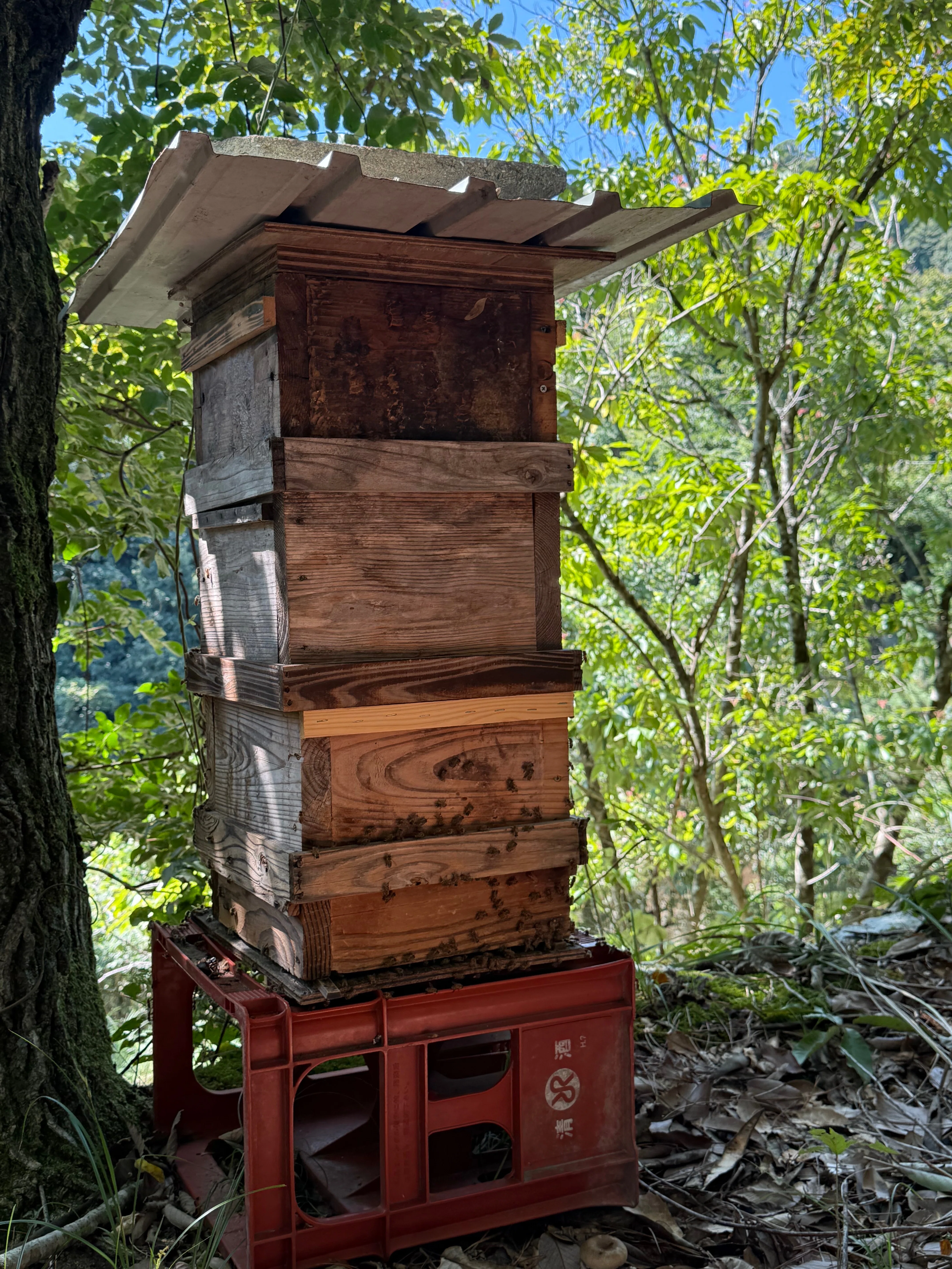 🐝Small Inhabitants Under the Sun🐝 Finally, Honey Harvesting