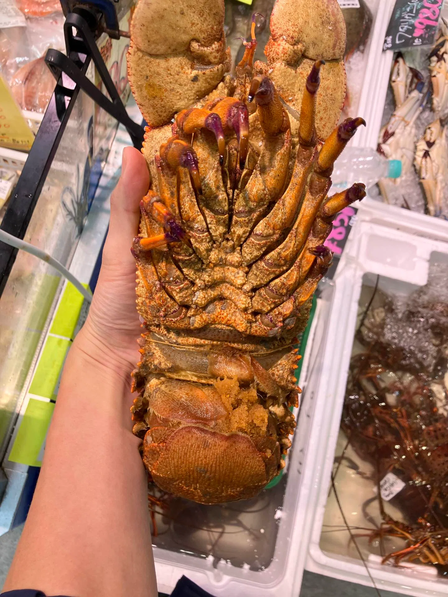 9月12日(土)本日のおすすめ【熊本見天草産「セミエビ」】｜魚屋のかぎや