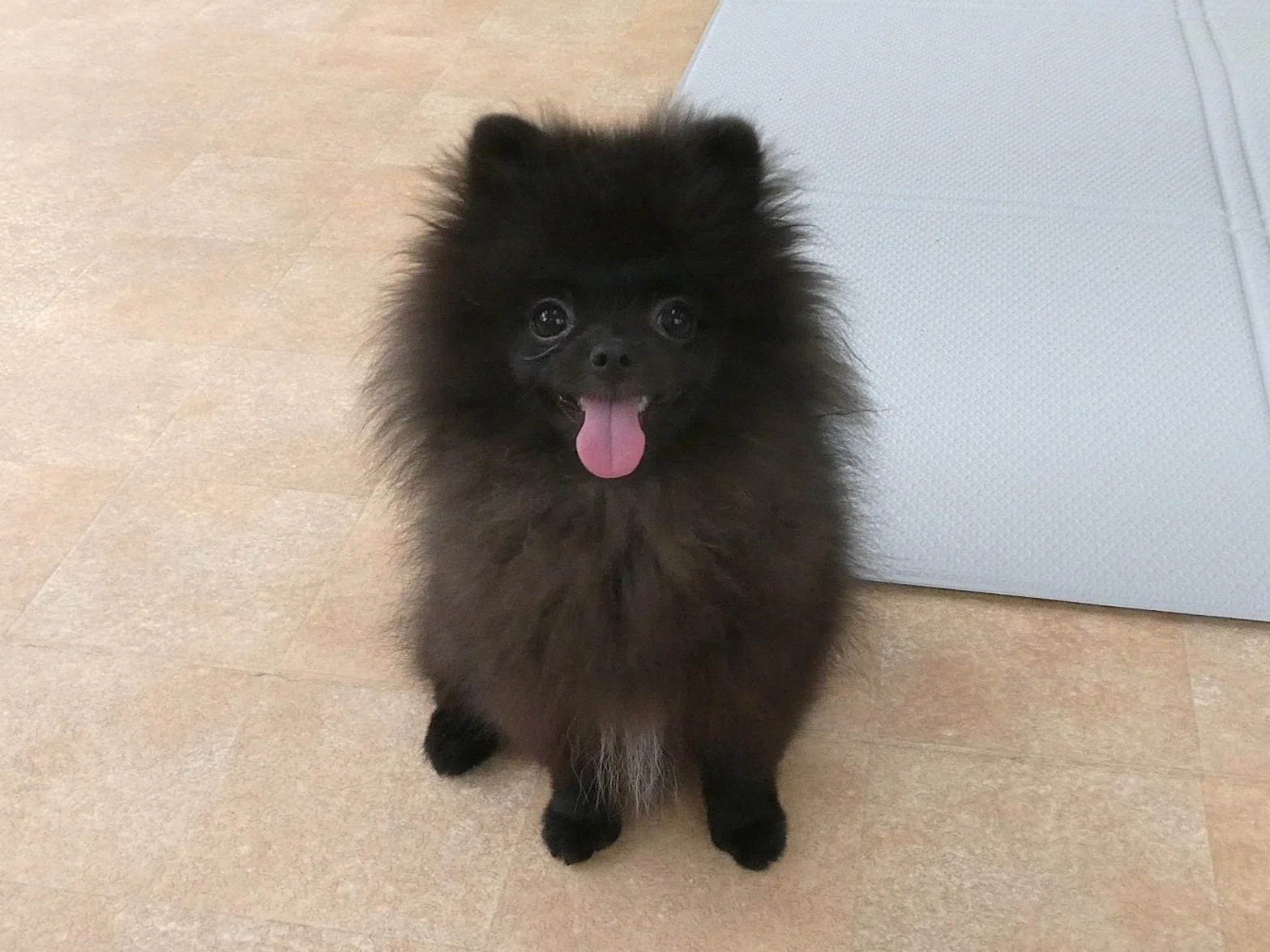 新入犬のトイプードルの【くうくん】＆幼稚園体験に来てくれた