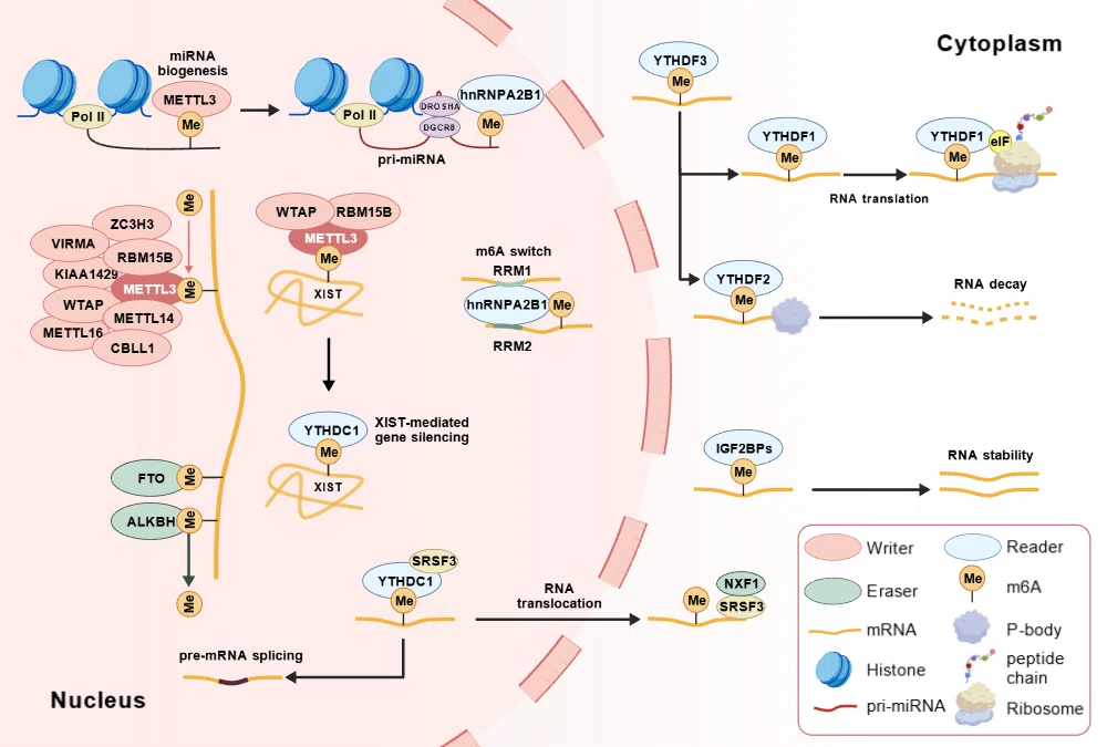 What is BioGDP? | A diagram creation platform for making medical and ...