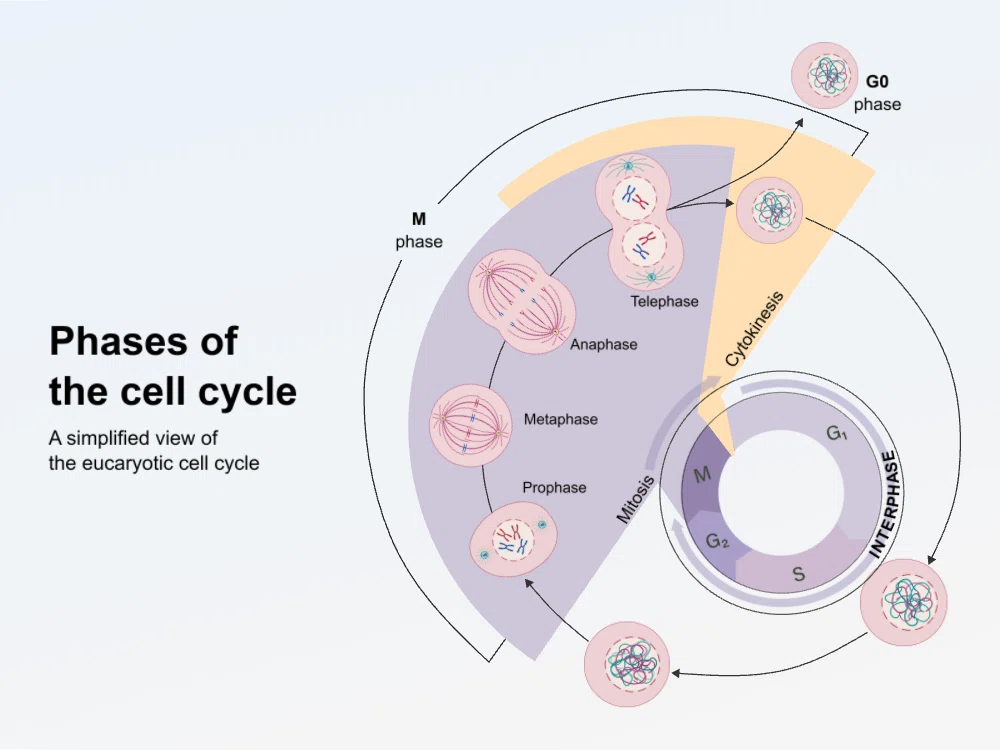 What is BioGDP? | A diagram creation platform for making medical and ...