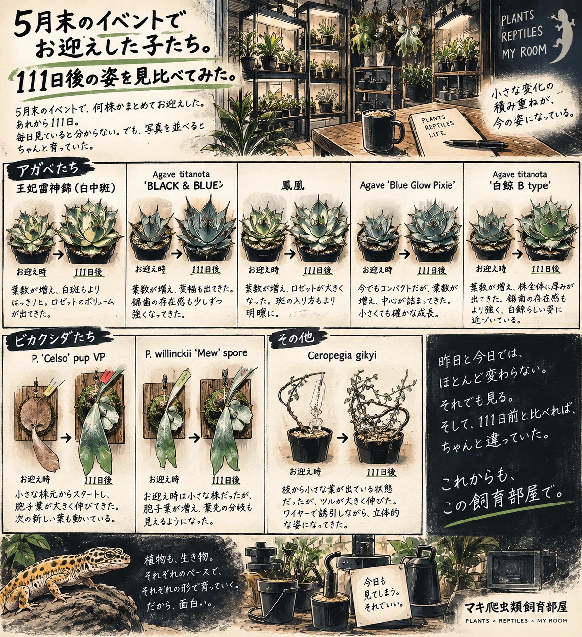 5月末のイベントでお迎えした子たち。111日後の姿を見比べてみた