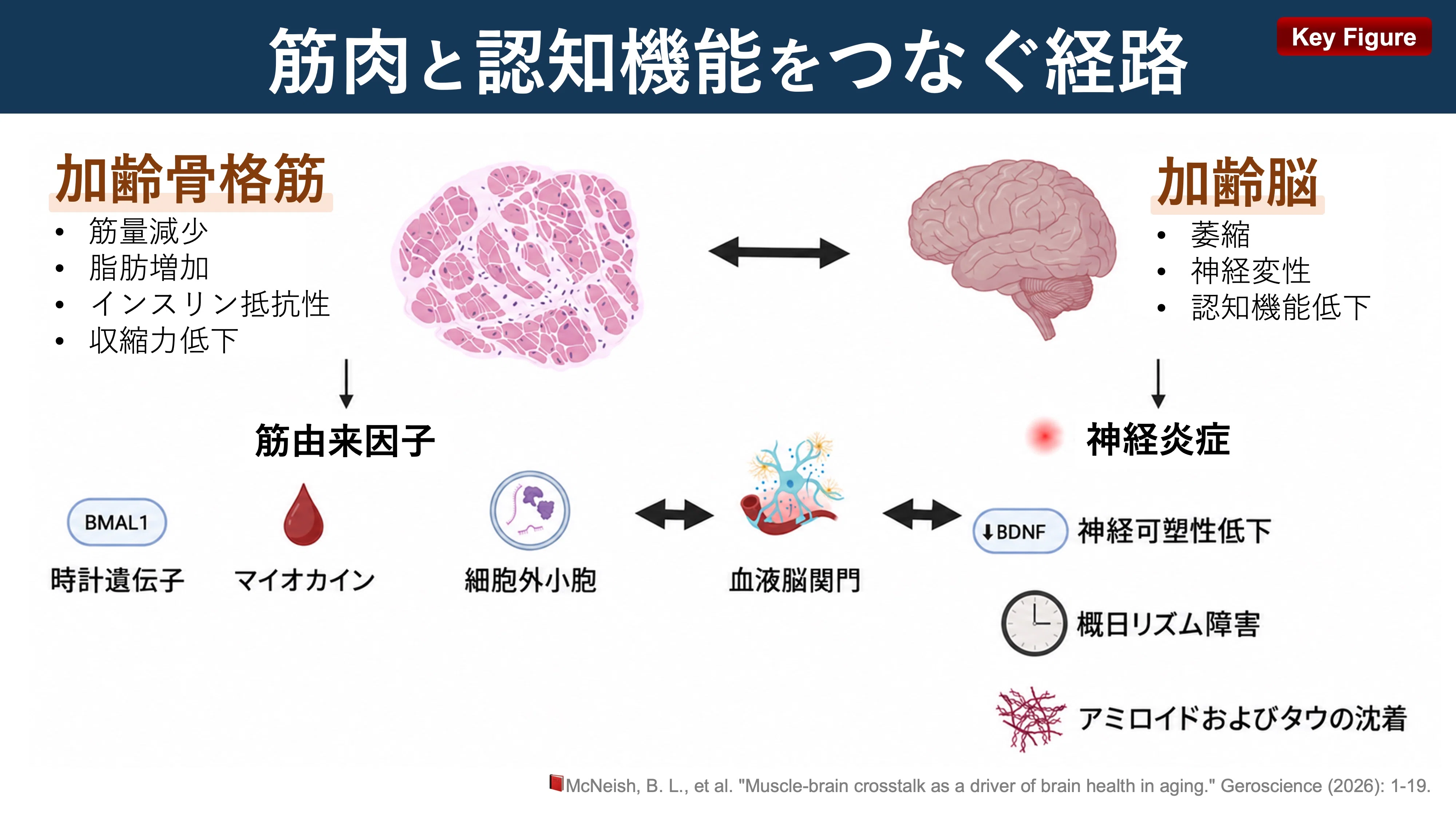 筋肉と認知機能をつなぐ経路｜Super Human | 理学療法士／保健学博士 Ph.D.