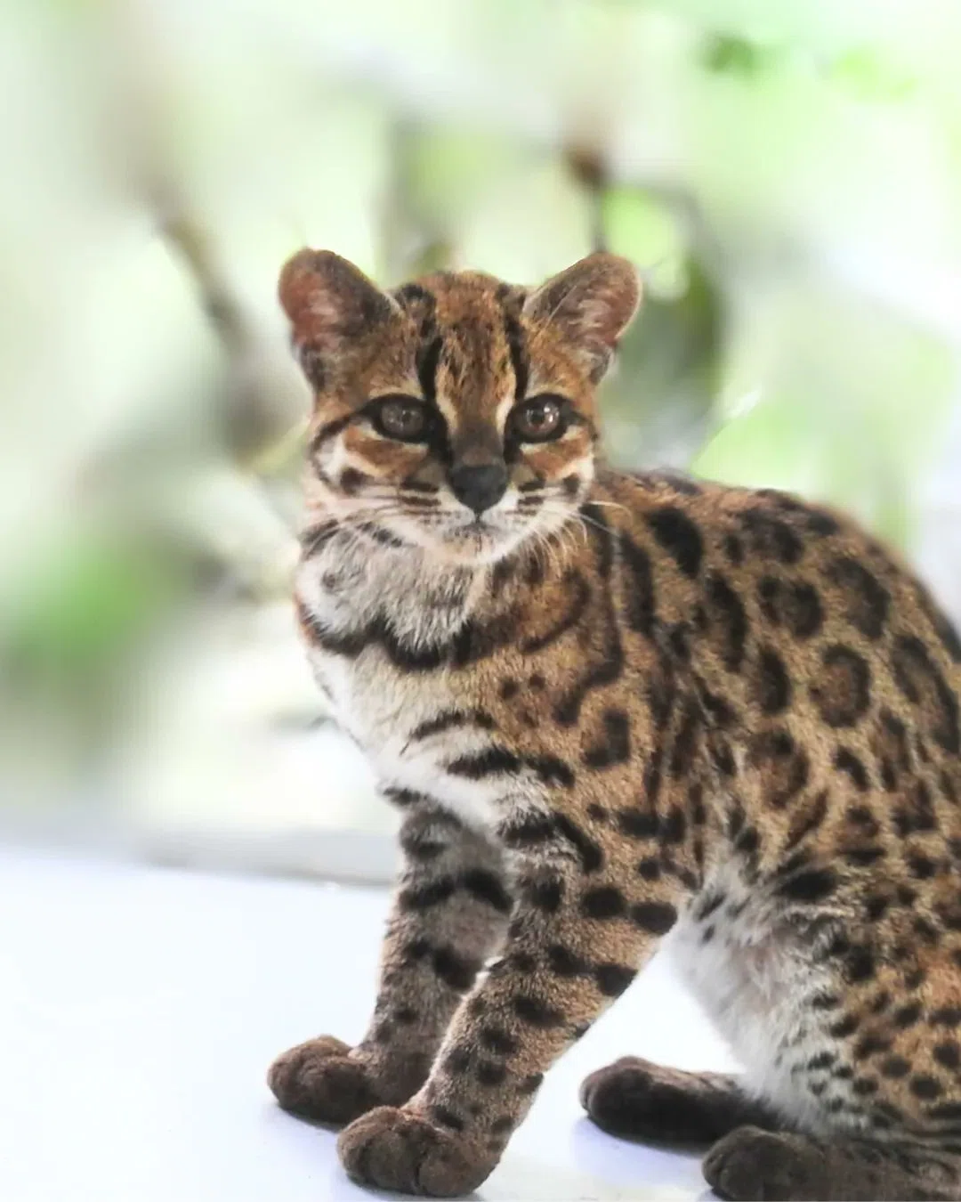 New Cat Species Tilcayo Discovered For The First Time In 100 Years new-cat-species-tilcayo-discovered-for-the-first-time-in-100-years