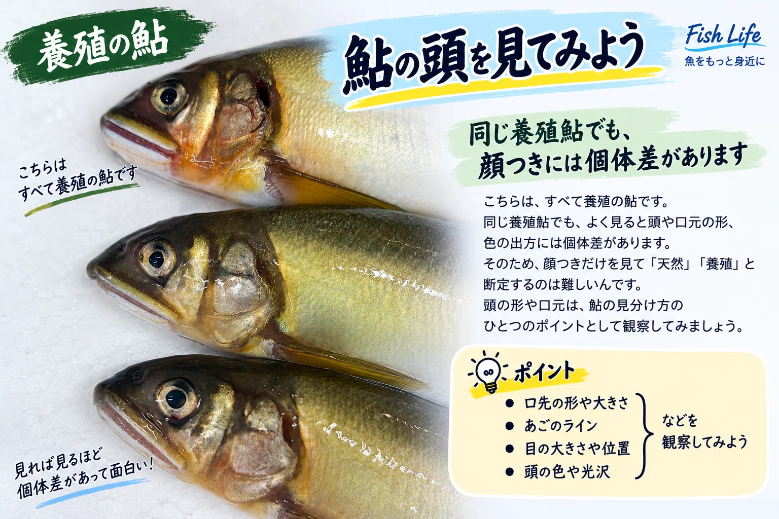 鮎って見分けられる？ 天然・養殖、あごの穴、オス・メスまで見て
