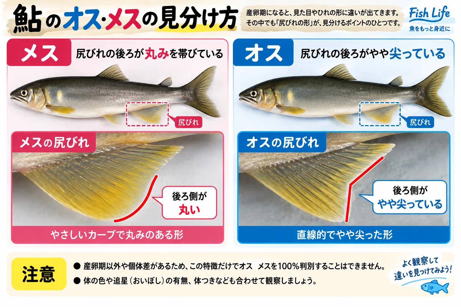 鮎って見分けられる？ 天然・養殖、あごの穴、オス・メスまで見て