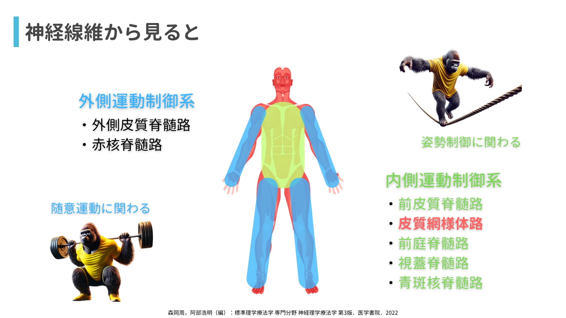 なぜ肩が上がらないのか？姿勢で決まる上肢機能〜橋の解剖から紐解く