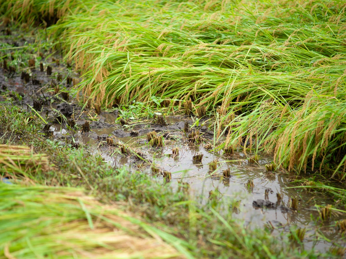 [Activity Report] Autumn rice harvesting in the rice paddies. Manual ...