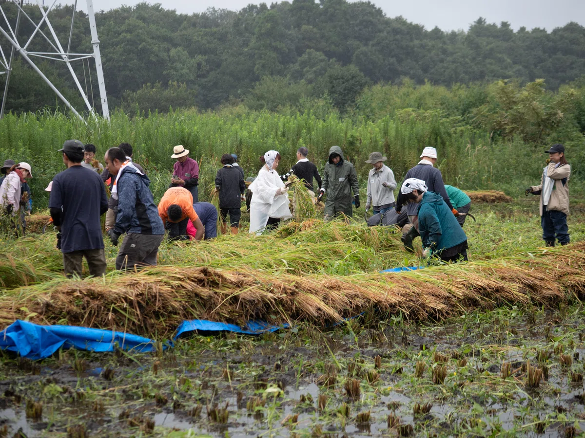 [Activity Report] Autumn rice harvesting in the rice paddies. Manual ...