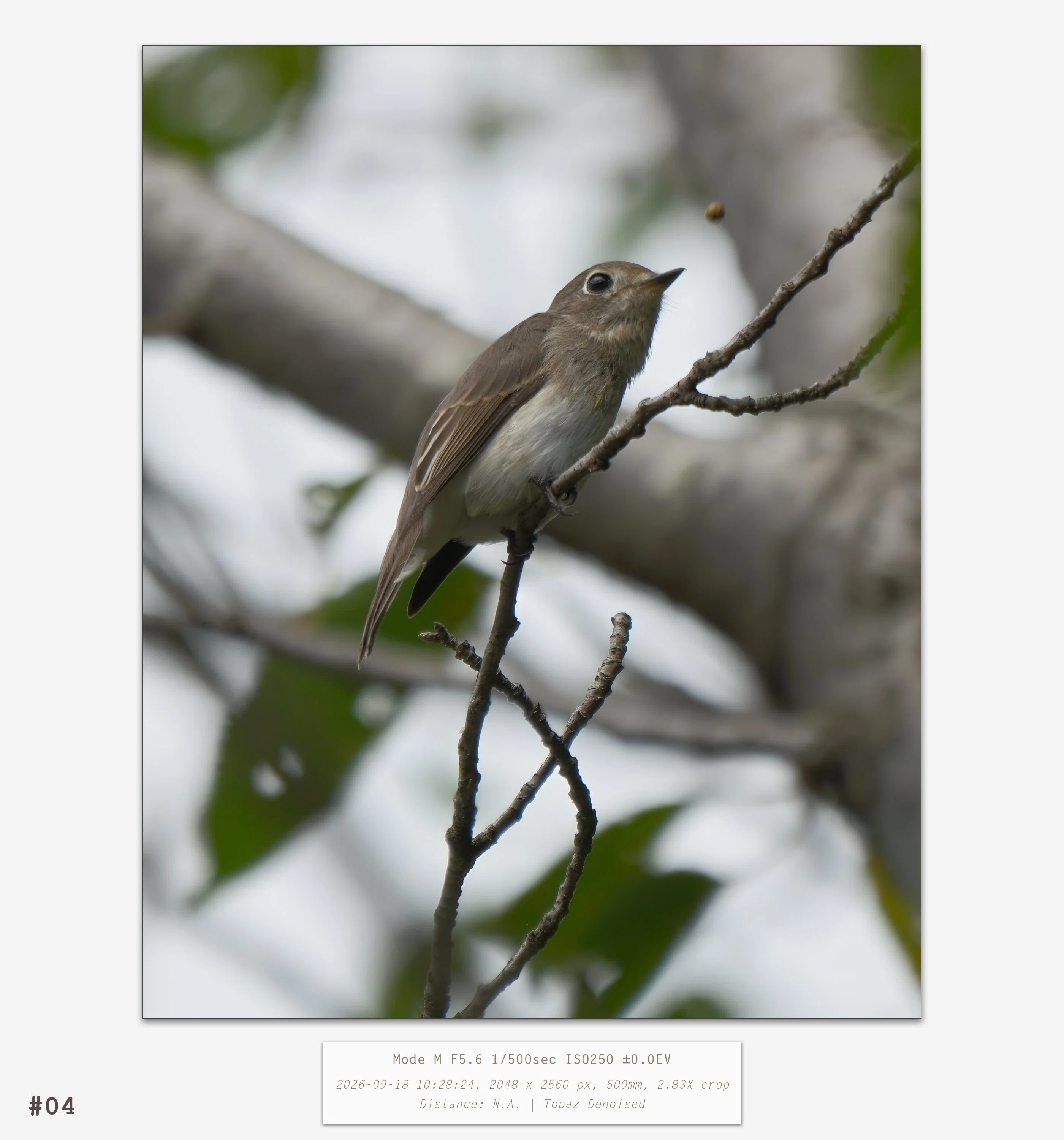 Nature Watch 2026-09-18｜t.koba