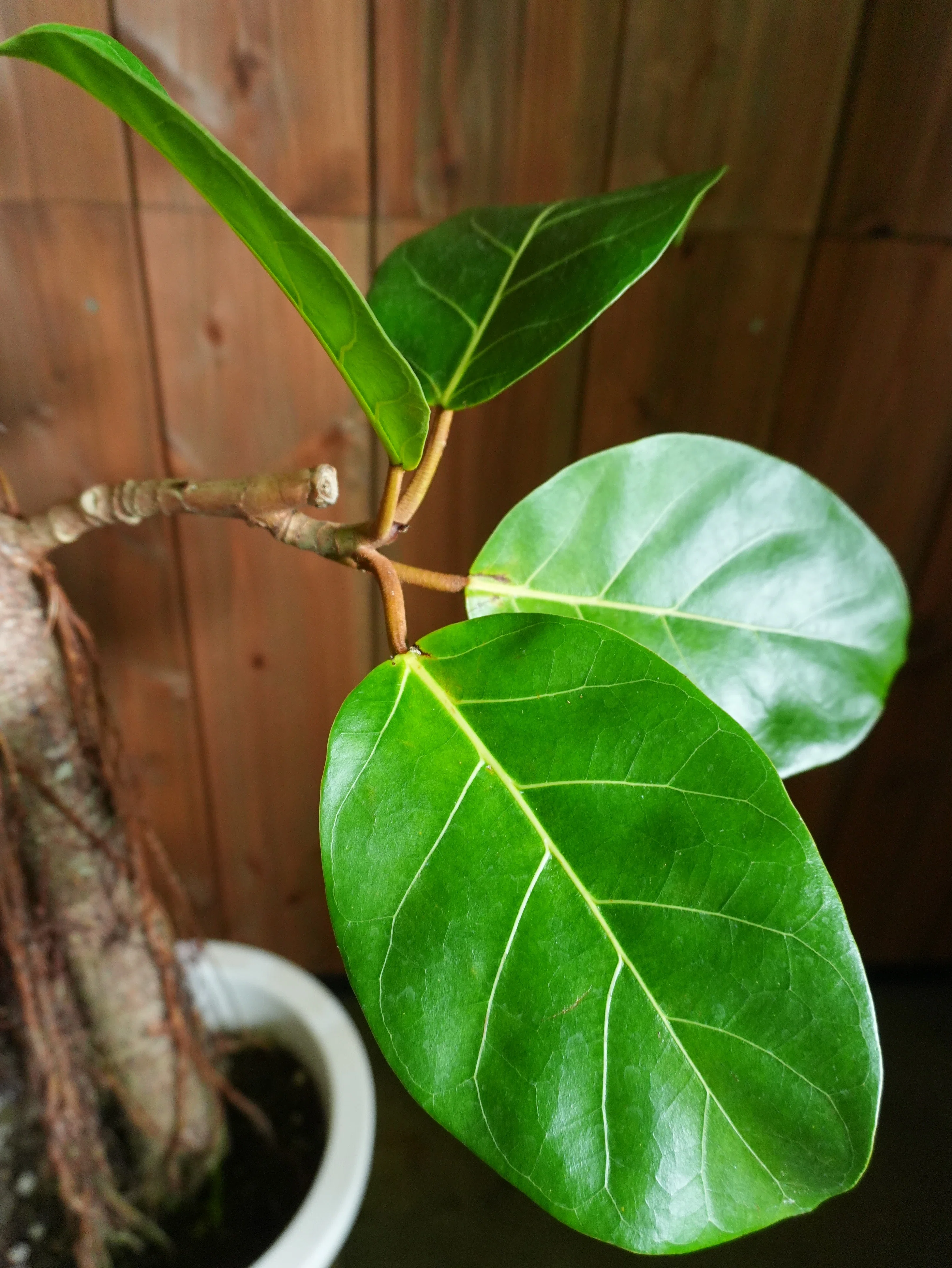 フィカス アフリカンプリンスの育て方｜花屋のラフ
