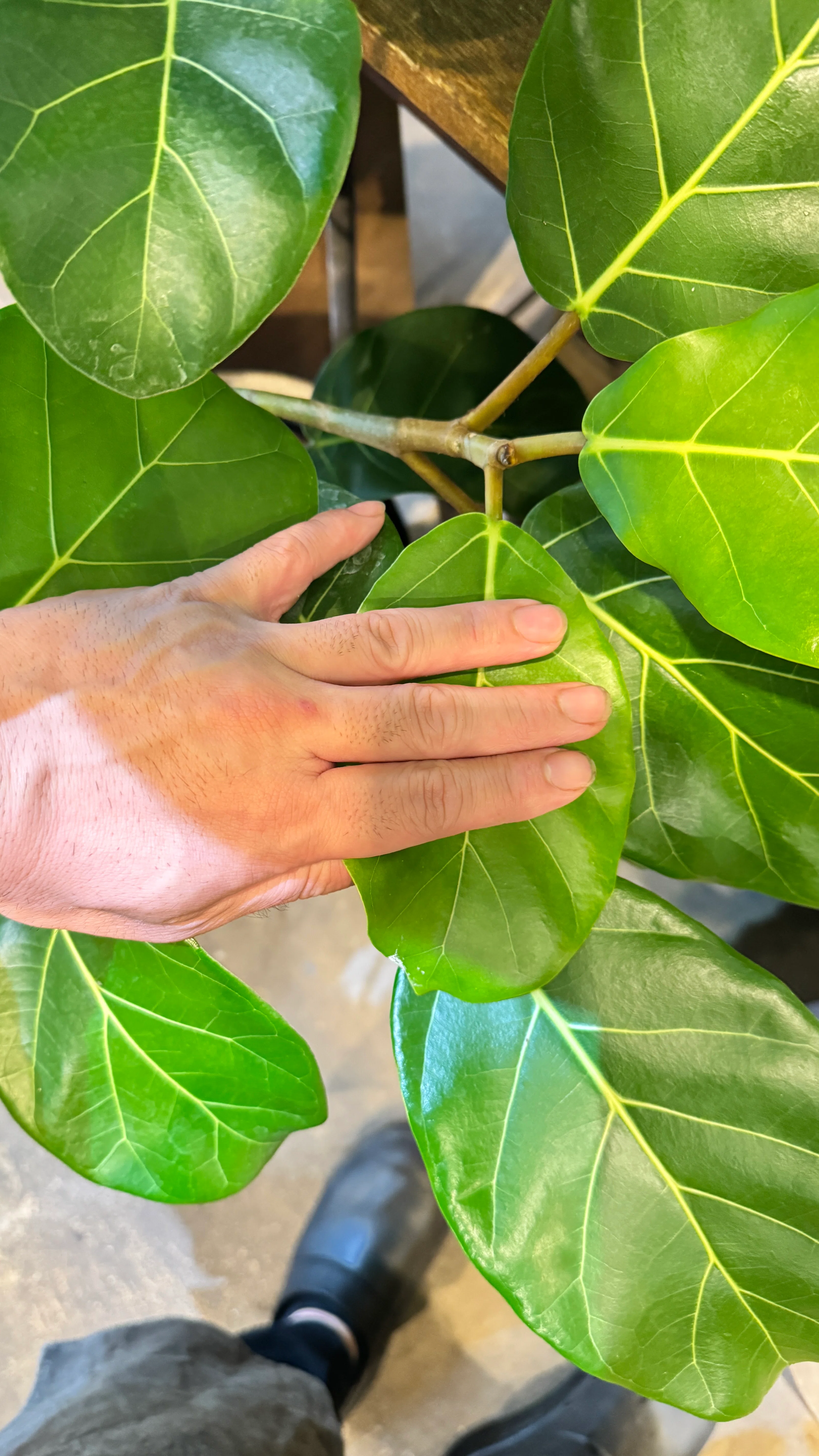 フィカス アフリカンプリンスの育て方｜花屋のラフ